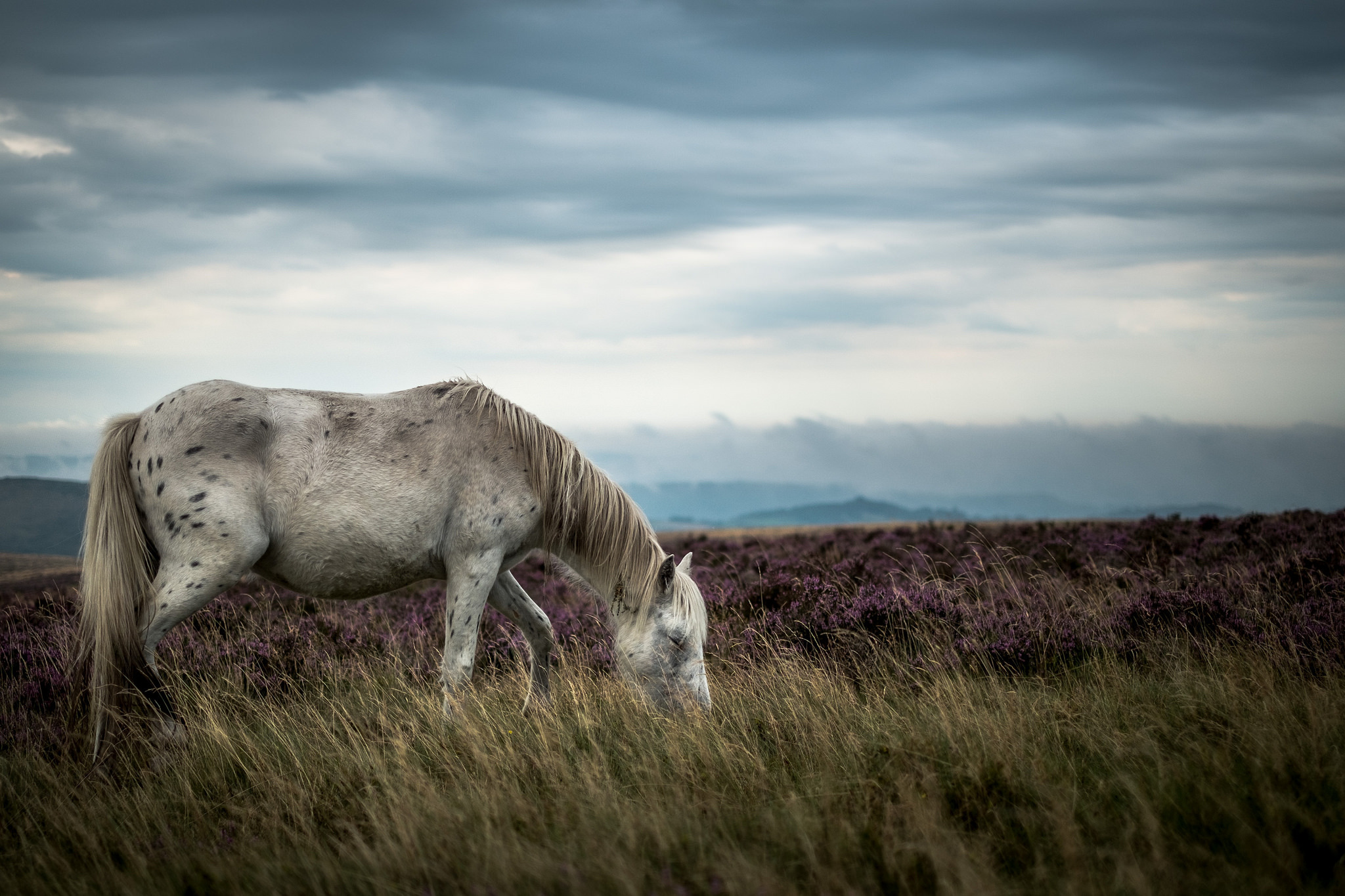 Обои лошадь, природа, пейзаж, horse, nature, landscape разрешение 2048x1365 Загрузить