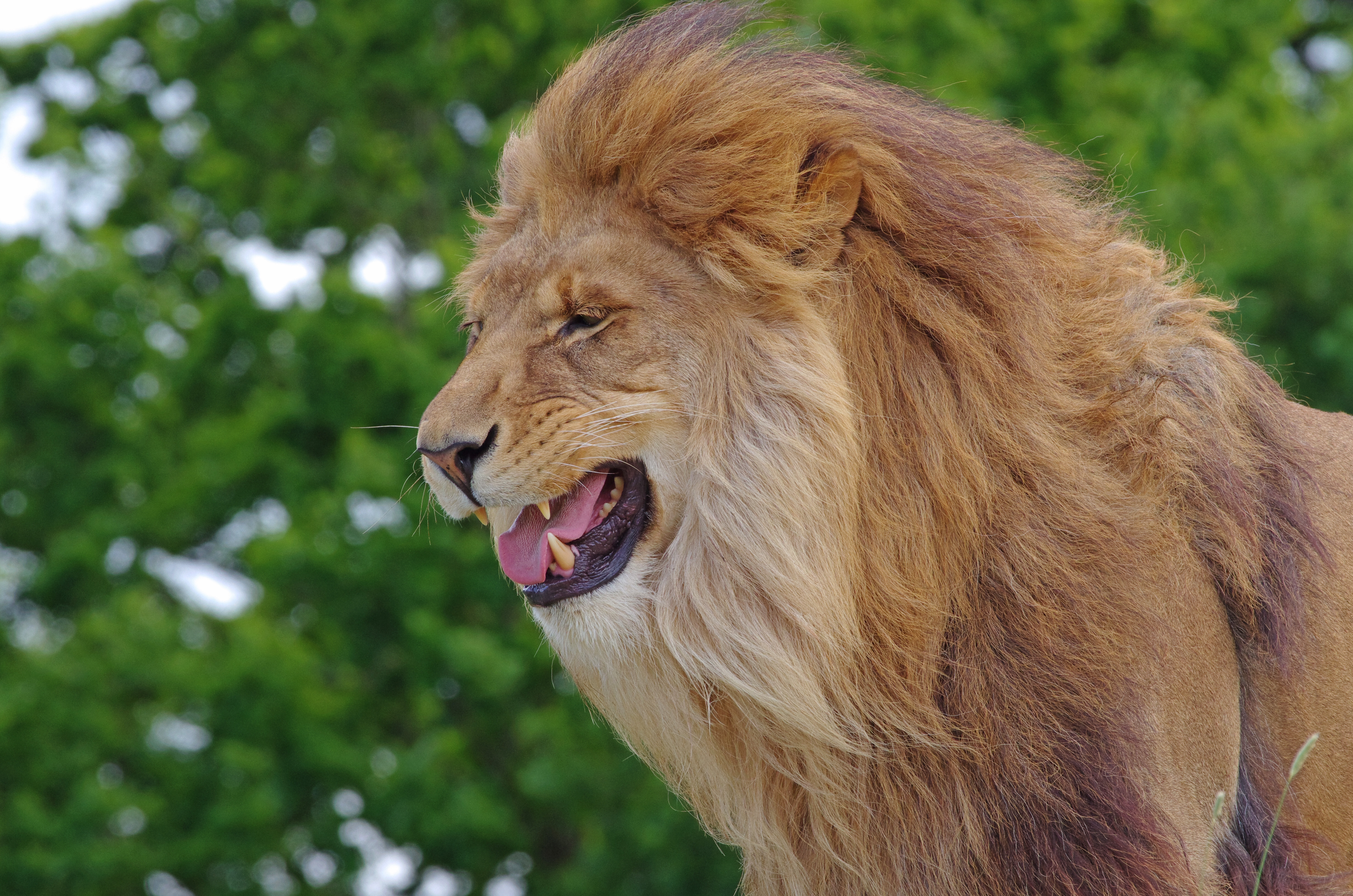 Обои лев, грива, царь зверей, leo, mane, the king of beasts разрешение 4928x3264 Загрузить