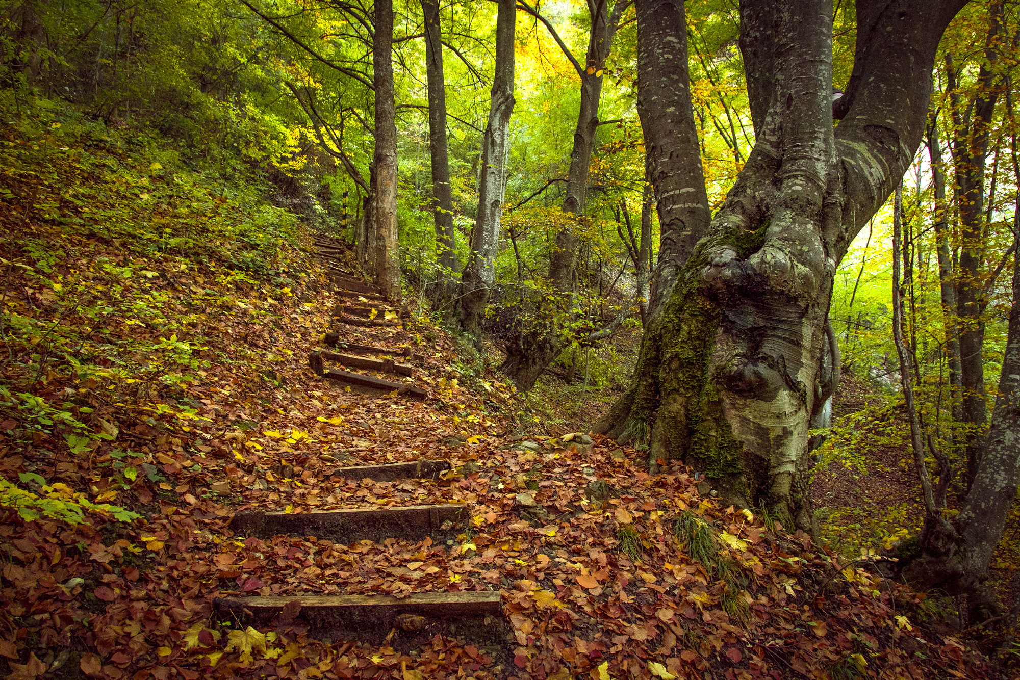 Обои деревья, лес, пейзаж, осень, холм, ступени, trees, forest, landscape, autumn, hill, stage разрешение 2000x1334 Загрузить