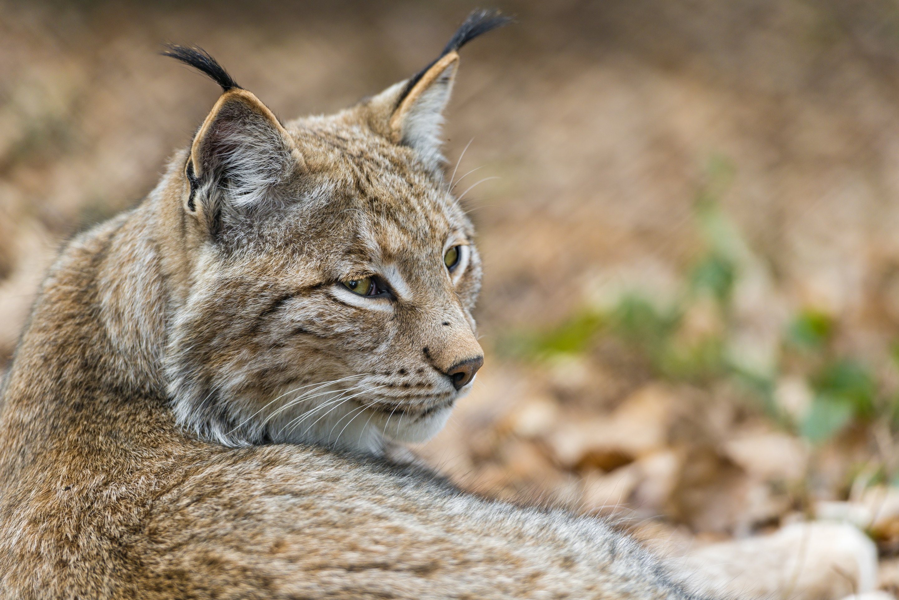 Обои морда, рысь, кошка, хищник, дикая кошка, ©tambako the jaguar, face, lynx, cat, predator, wild cat разрешение 2880x1922 Загрузить