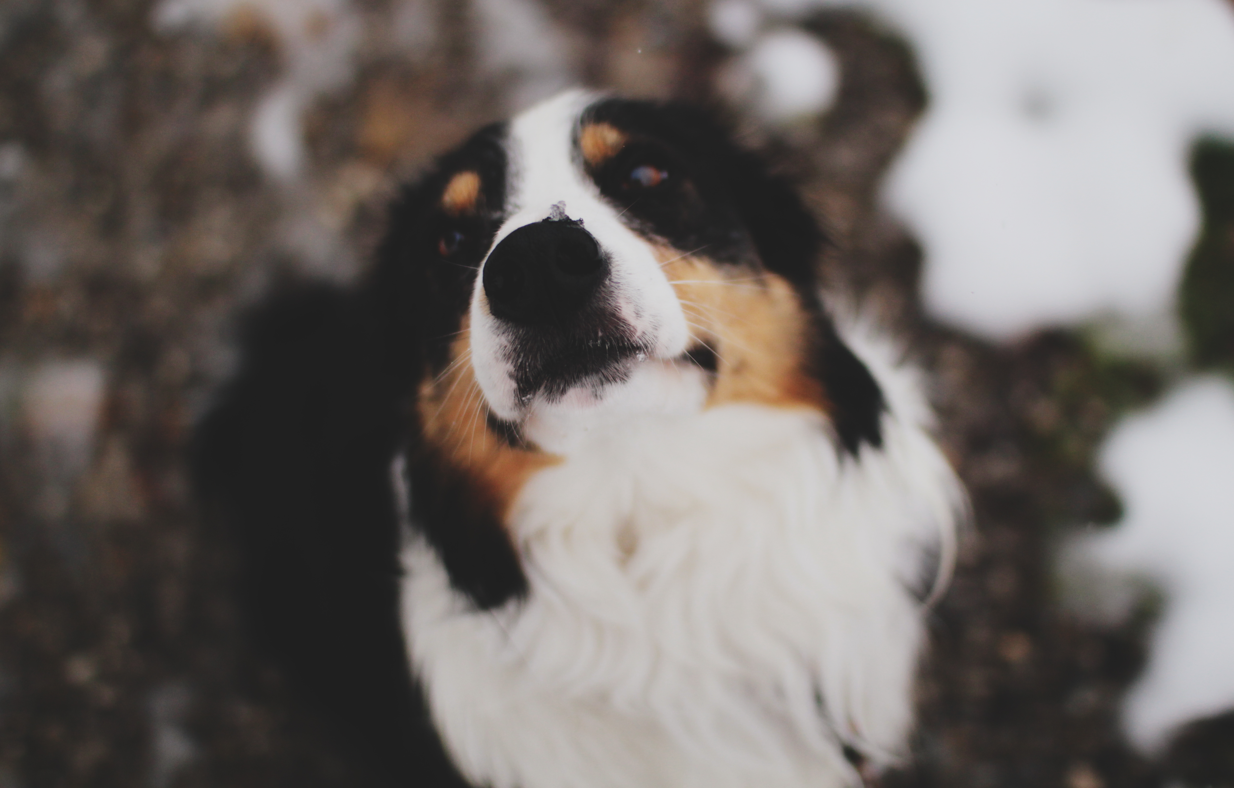 Обои снег, зима, мордочка, взгляд, собака, нос, бернский зенненхунд, бернский зенненхуд, snow, winter, muzzle, look, dog, nose, bernese mountain dog, berne sennenhund разрешение 4736x3024 Загрузить
