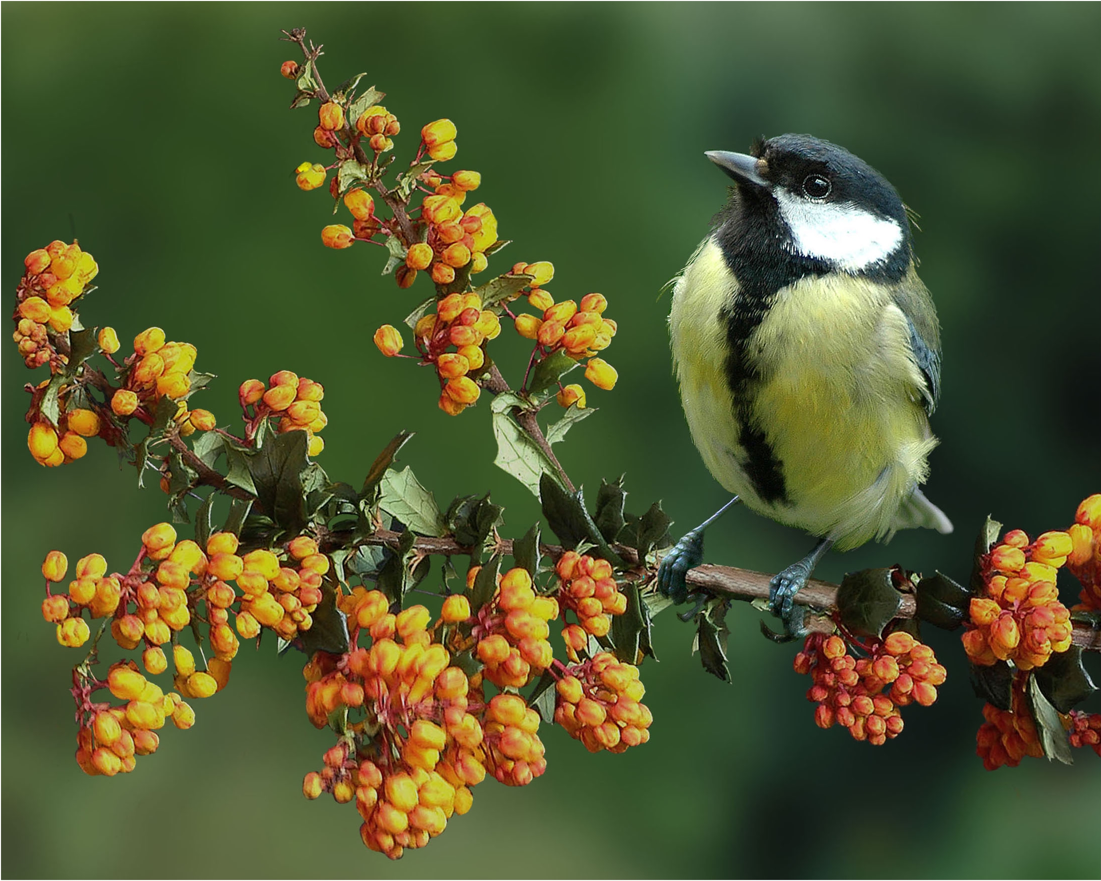 Обои цветы, ветка, природа, птица, синица, flowers, branch, nature, bird, tit разрешение 2205x1765 Загрузить