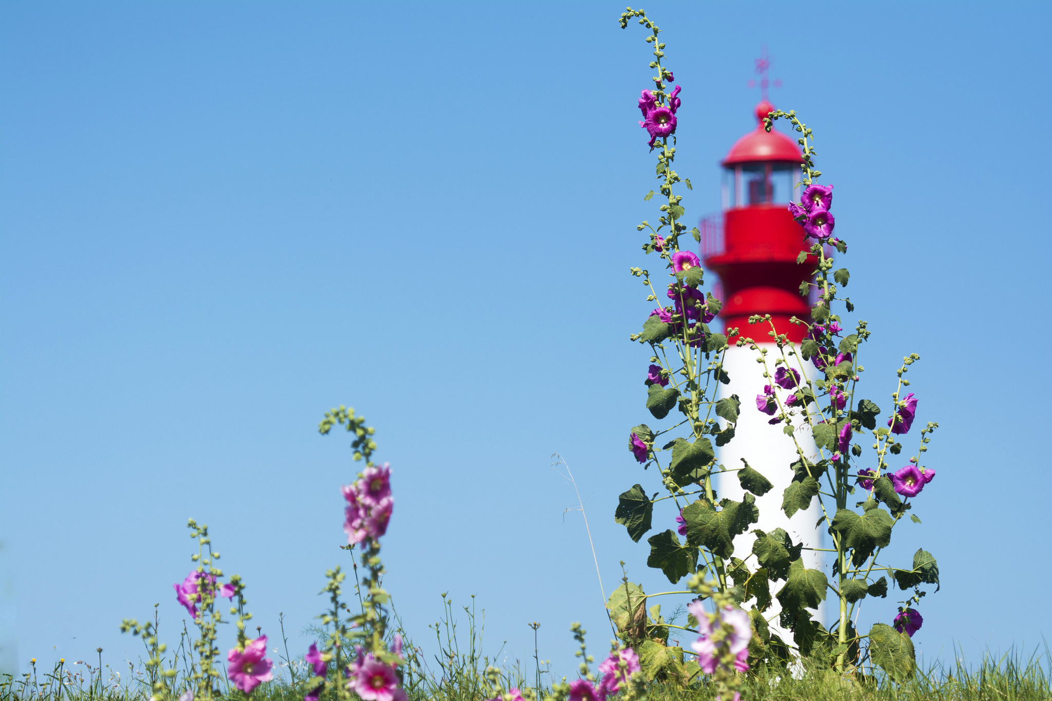 Обои небо, цветы, маяк, мальва, the sky, flowers, lighthouse, mallow разрешение 2048x1365 Загрузить