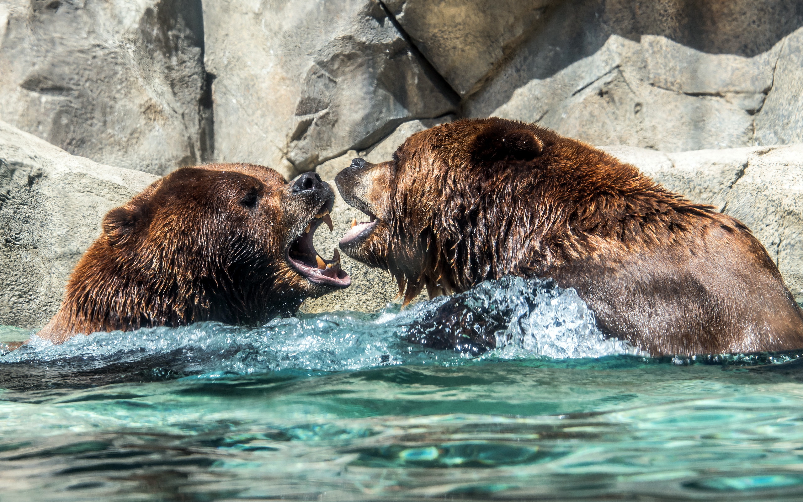 Обои вода, природа, медведи, water, nature, bears разрешение 2560x1600 Загрузить