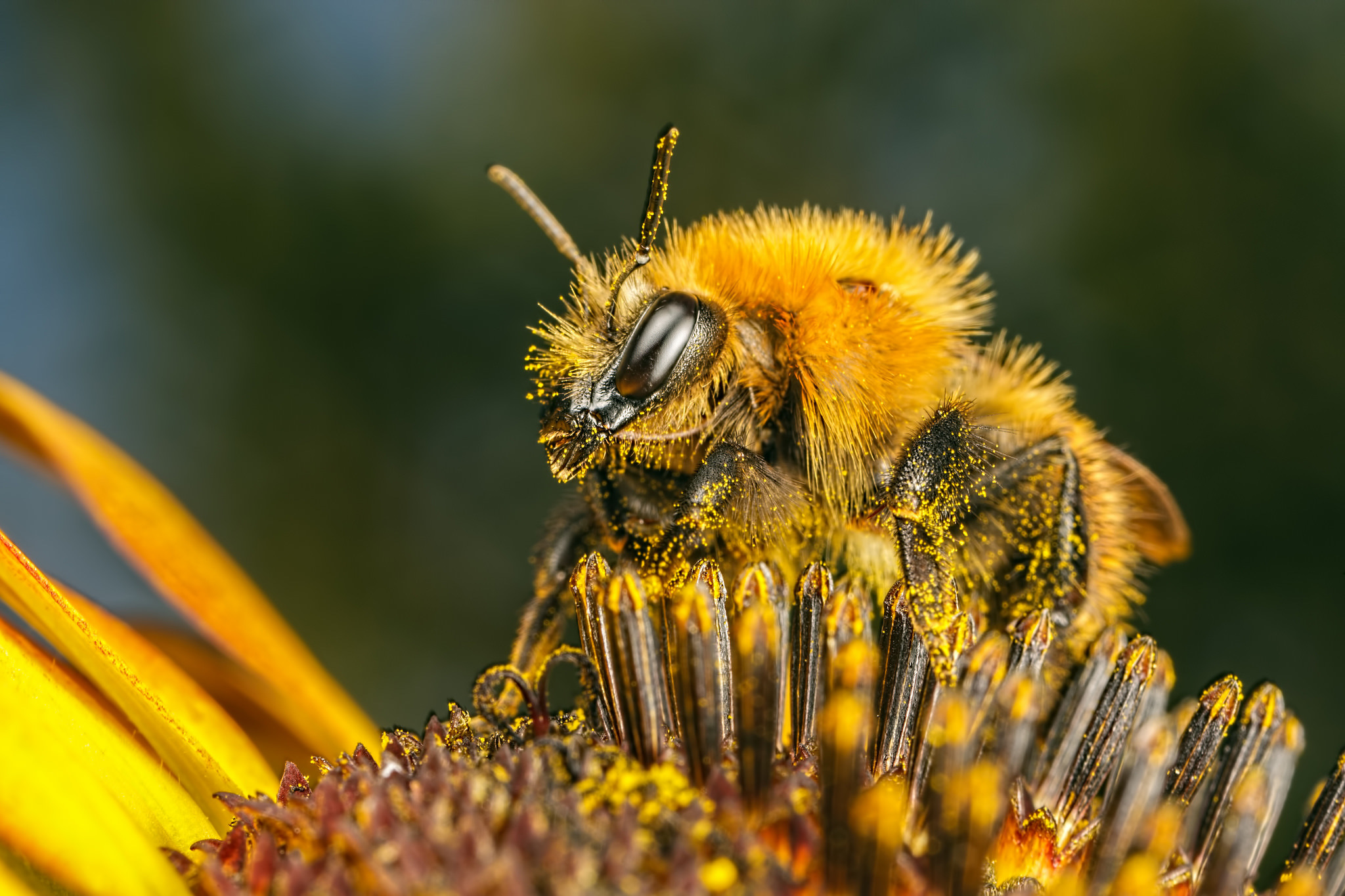 Пчела целом. Медоносная пчела. Пчелы медоносные насекомые. Среднерусская Дикая пчела. Пыльца медоносная пчела.