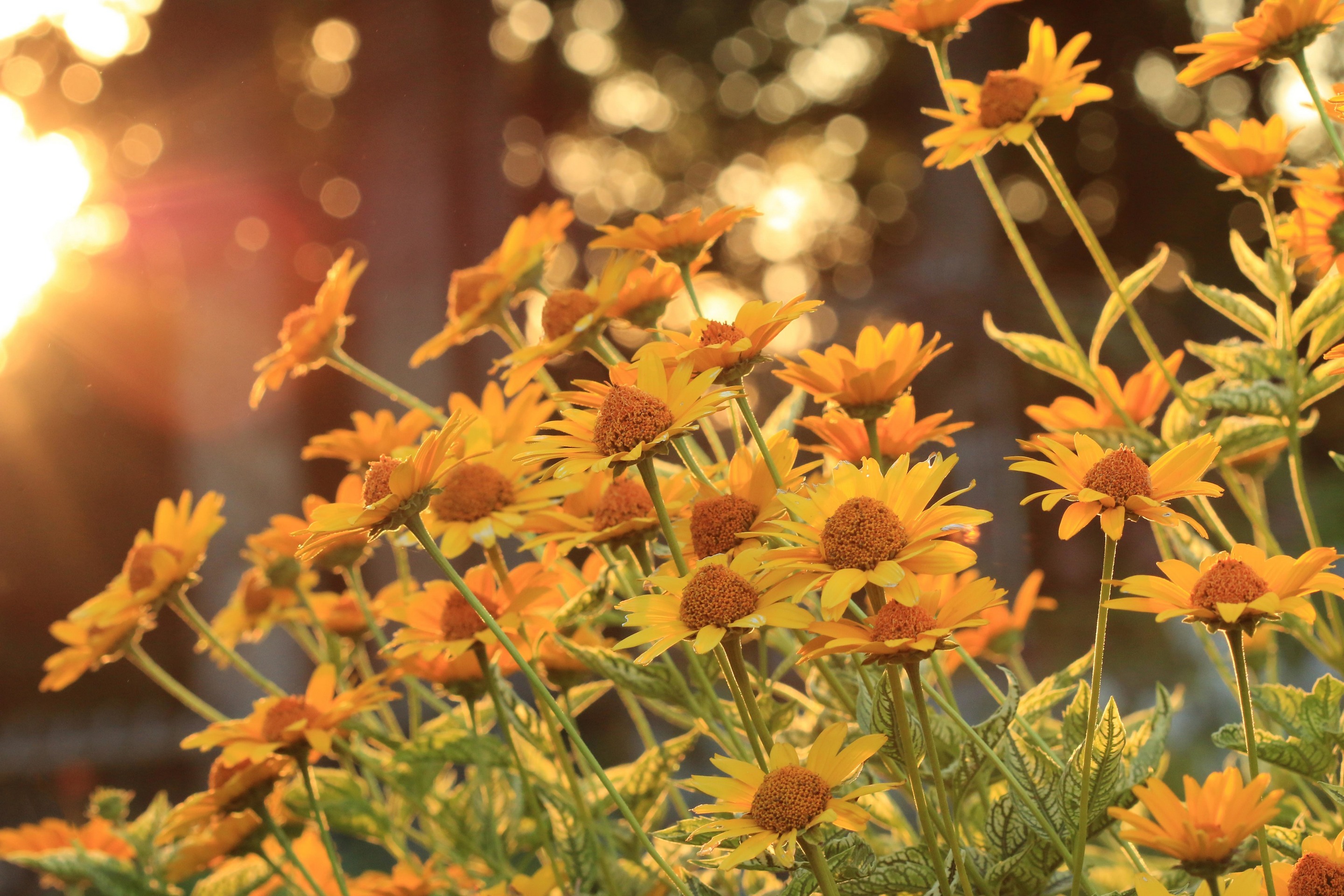 Обои цветы, деревья, солнце, лепестки, стебли, боке, flowers, trees, the sun, petals, stems, bokeh разрешение 2880x1920 Загрузить