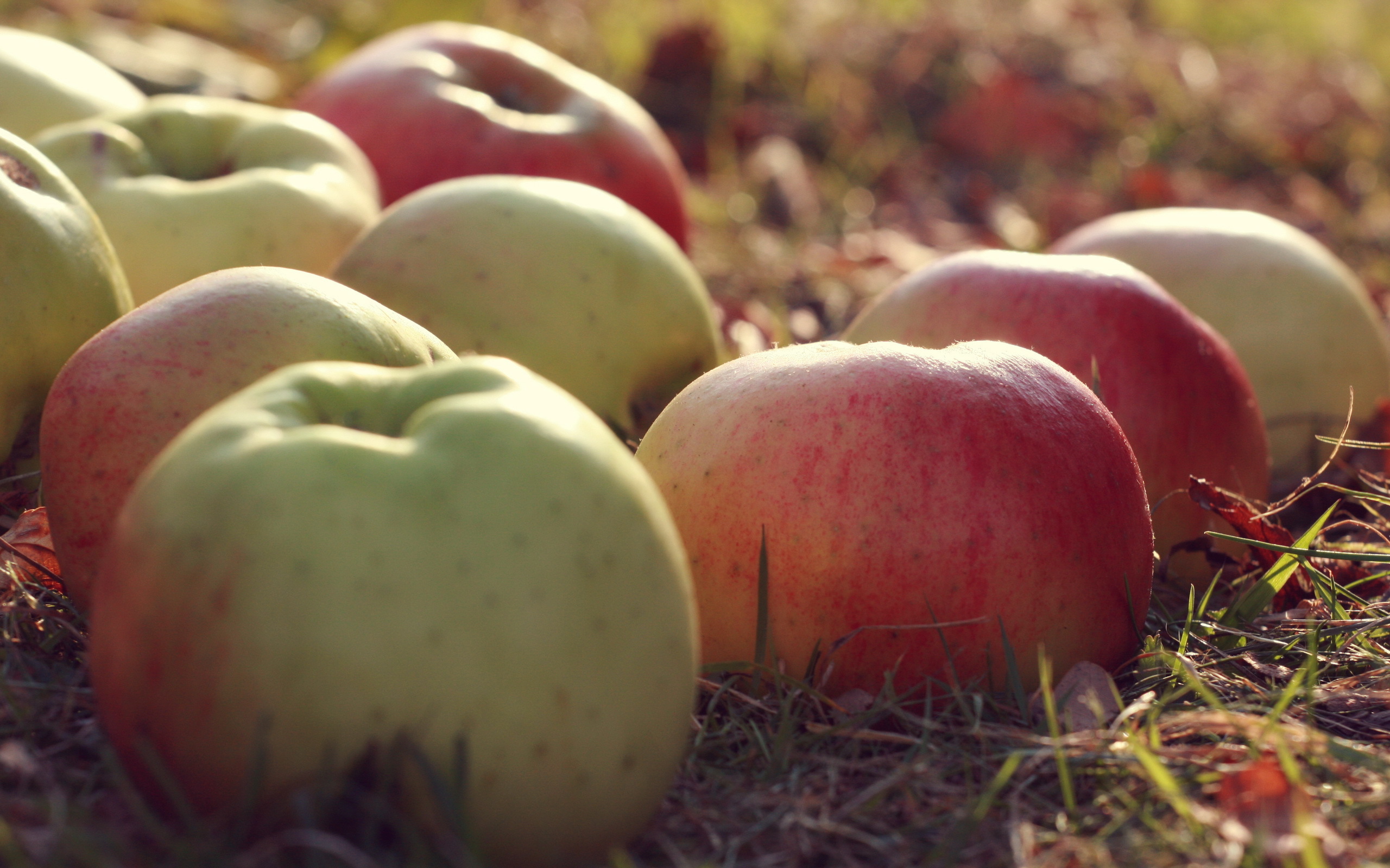 Обои природа, макро, фрукты, яблоки, nature, macro, fruit, apples разрешение 2560x1600 Загрузить