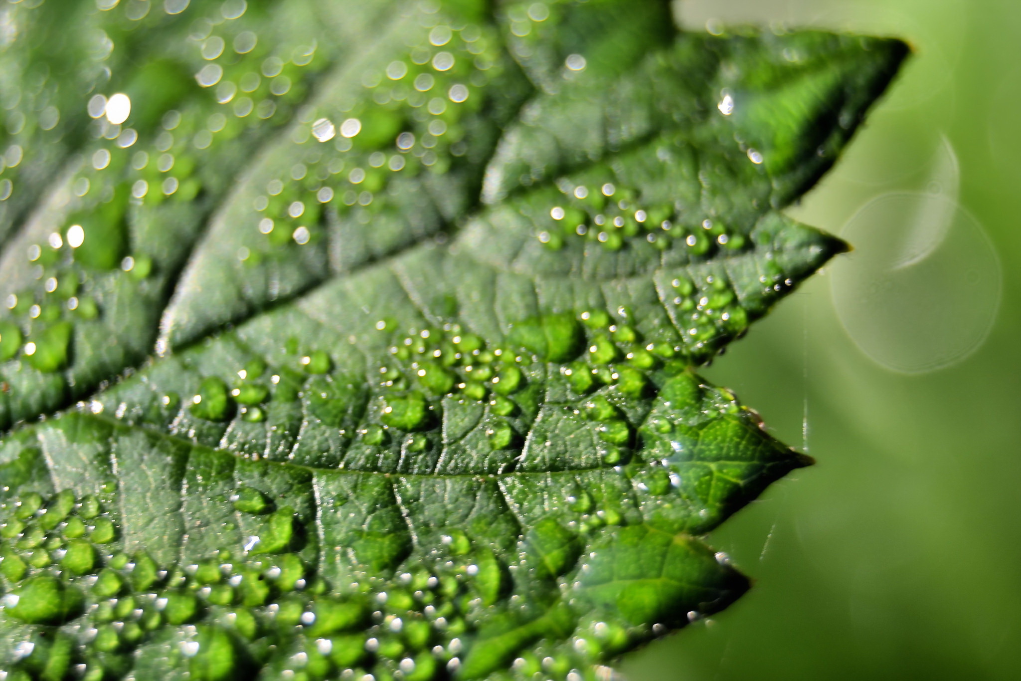 Обои зелёный, макро, капли, лист, green, macro, drops, sheet разрешение 2048x1365 Загрузить