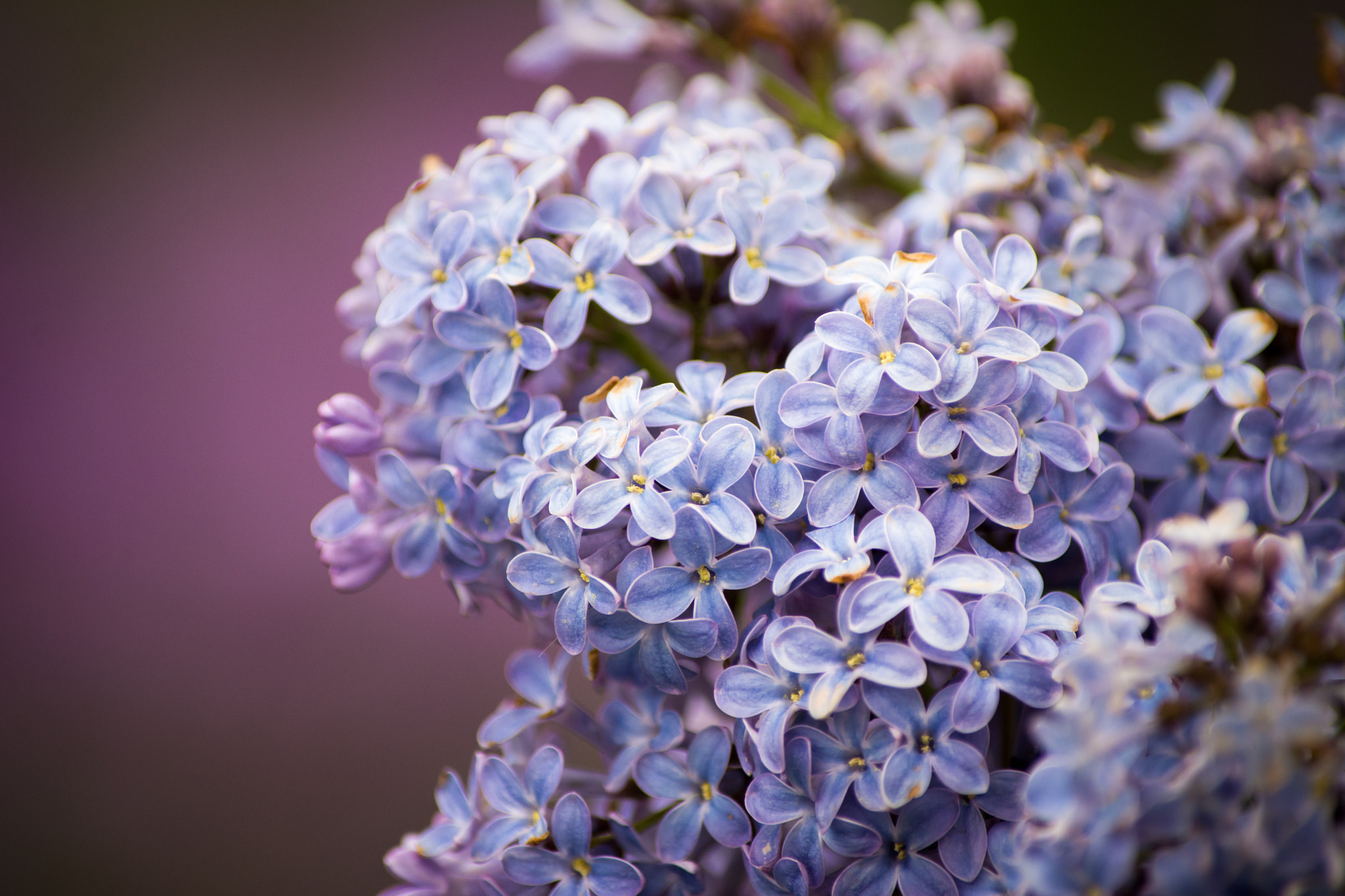 Обои цветы, цветение, весна, сирень, сиреневая, flowers, flowering, spring, lilac разрешение 2048x1365 Загрузить