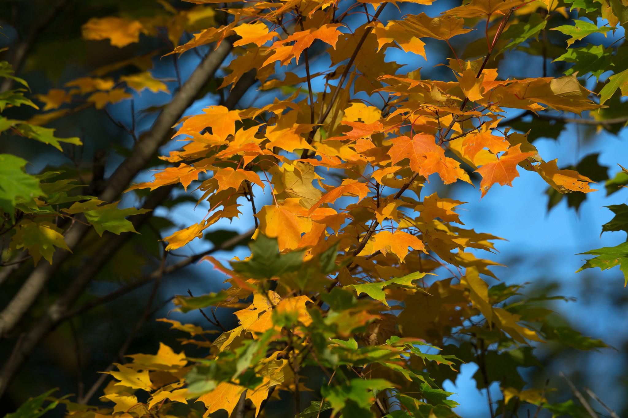 Обои небо, дерево, листья, осень, the sky, tree, leaves, autumn разрешение 2048x1365 Загрузить