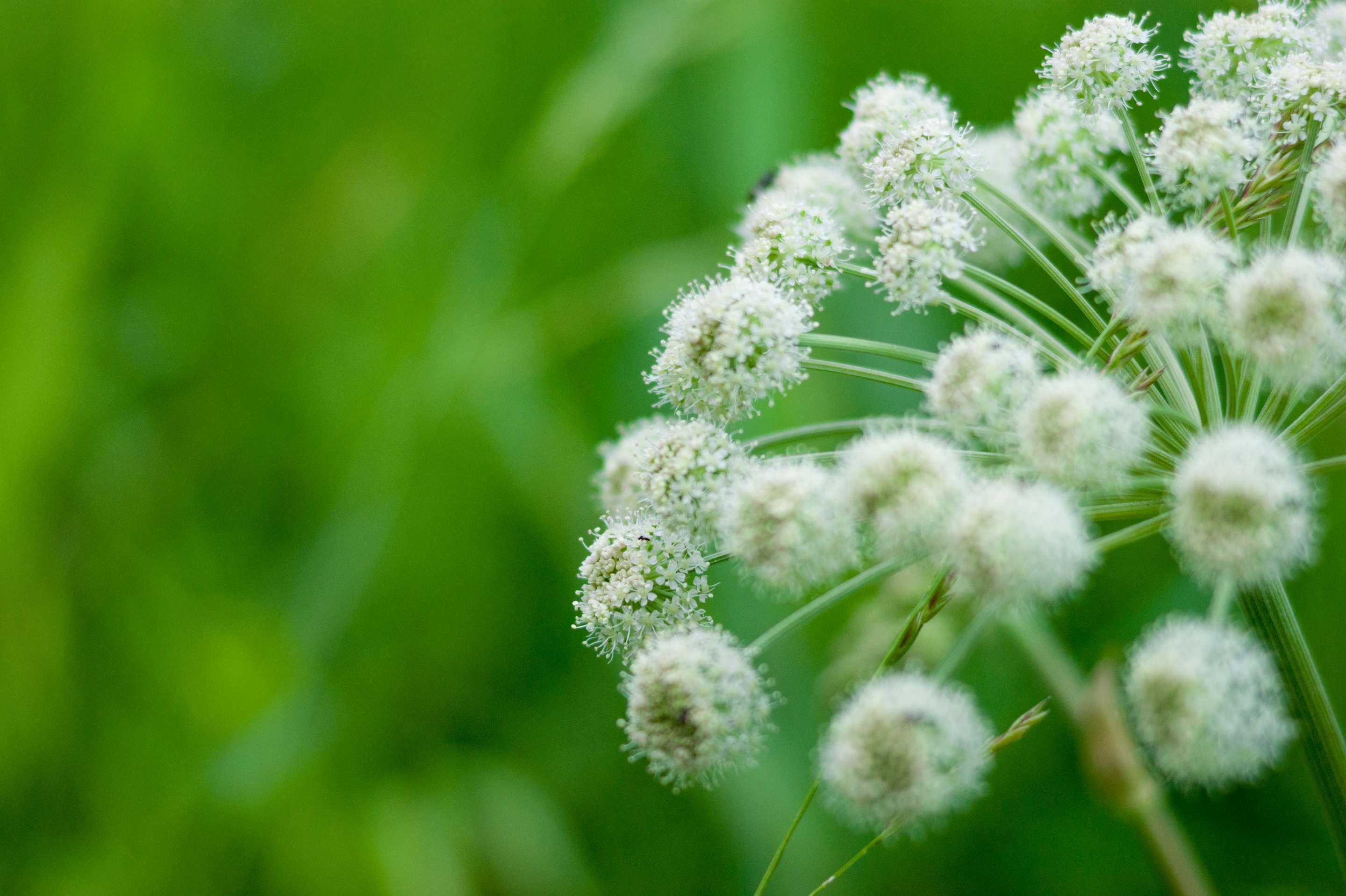 Обои трава, природа, макро, grass, nature, macro разрешение 2880x1917 Загрузить