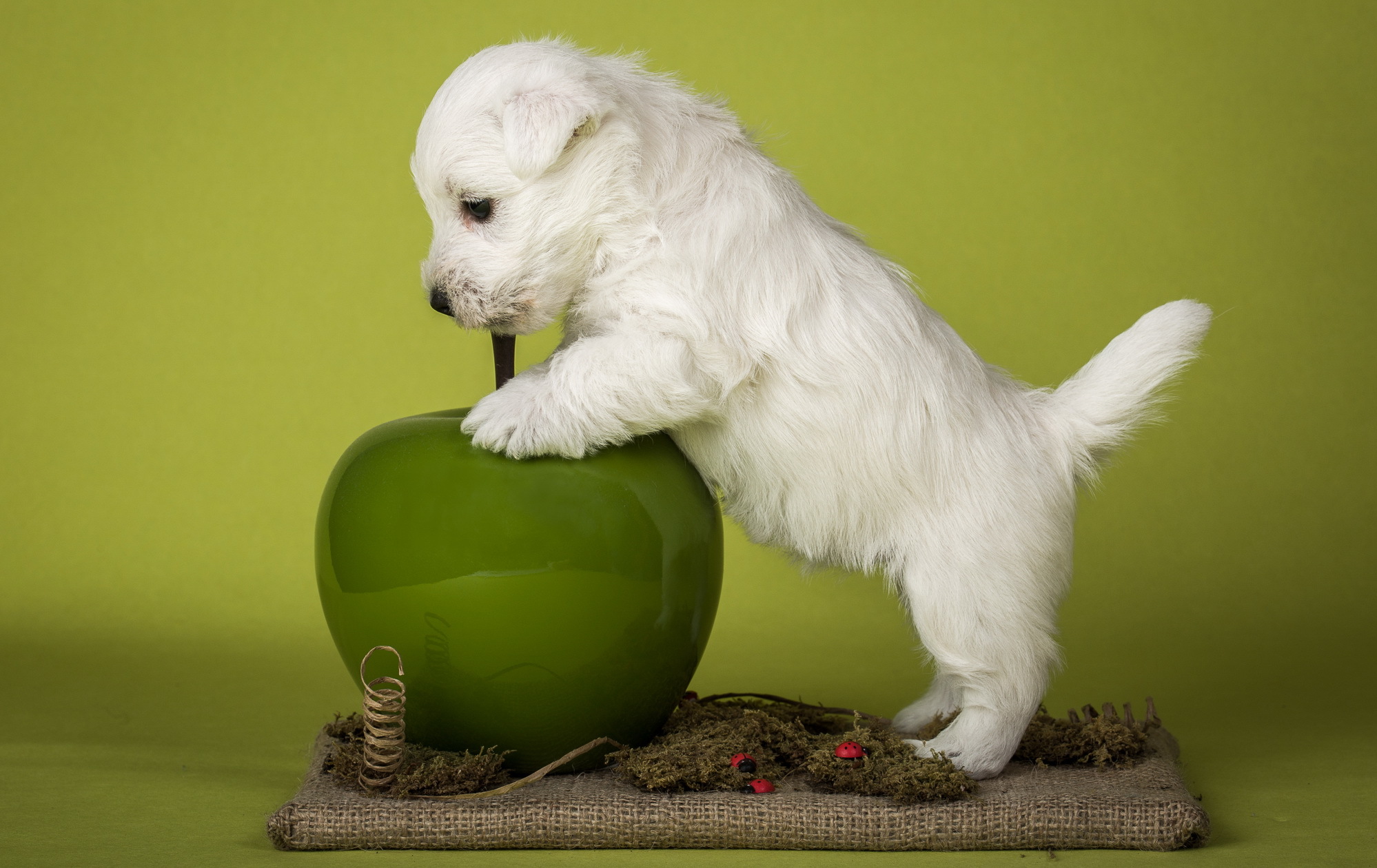 Обои белый, собака, щенок, яблоко, терьер, вест-хайленд-уайт-терьер, white terriers, white, dog, puppy, apple, terrier, the west highland white terrier разрешение 1998x1260 Загрузить