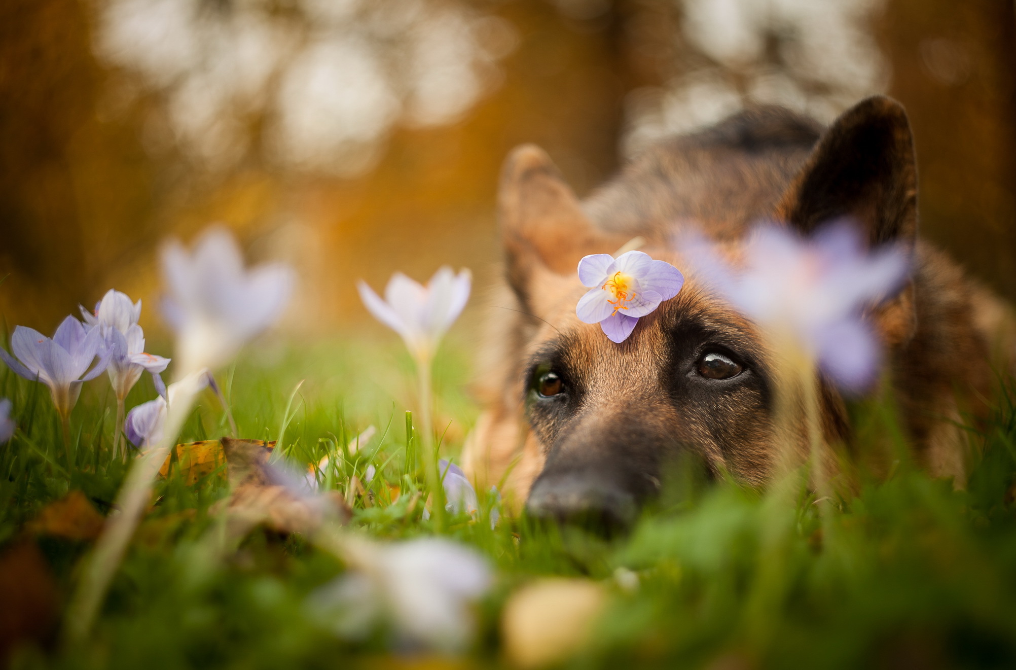 природа животные собака цветы трава nature animals dog flowers grass бесплатно