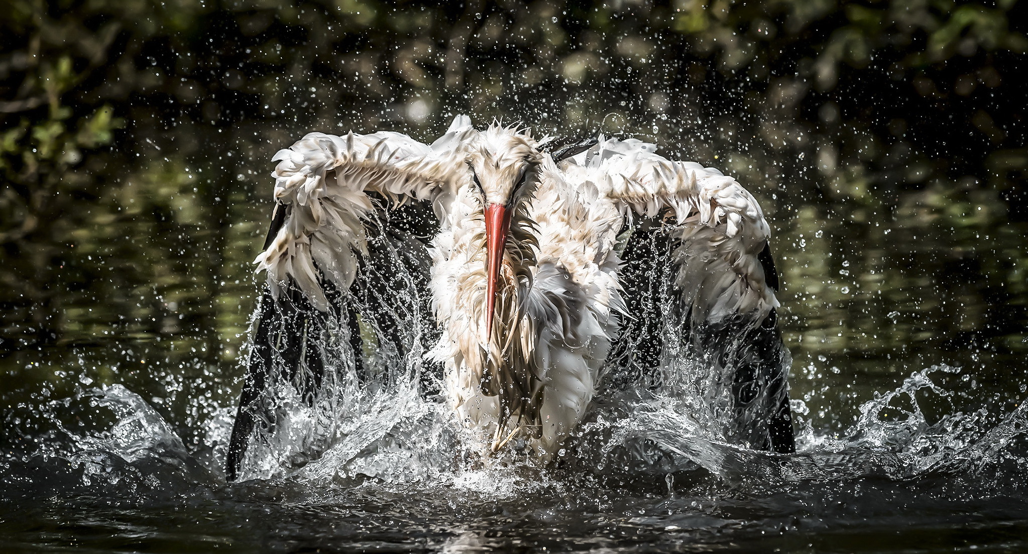 Обои вода, птица, рыбалка, аист, water, bird, fishing, stork разрешение 2047x1103 Загрузить