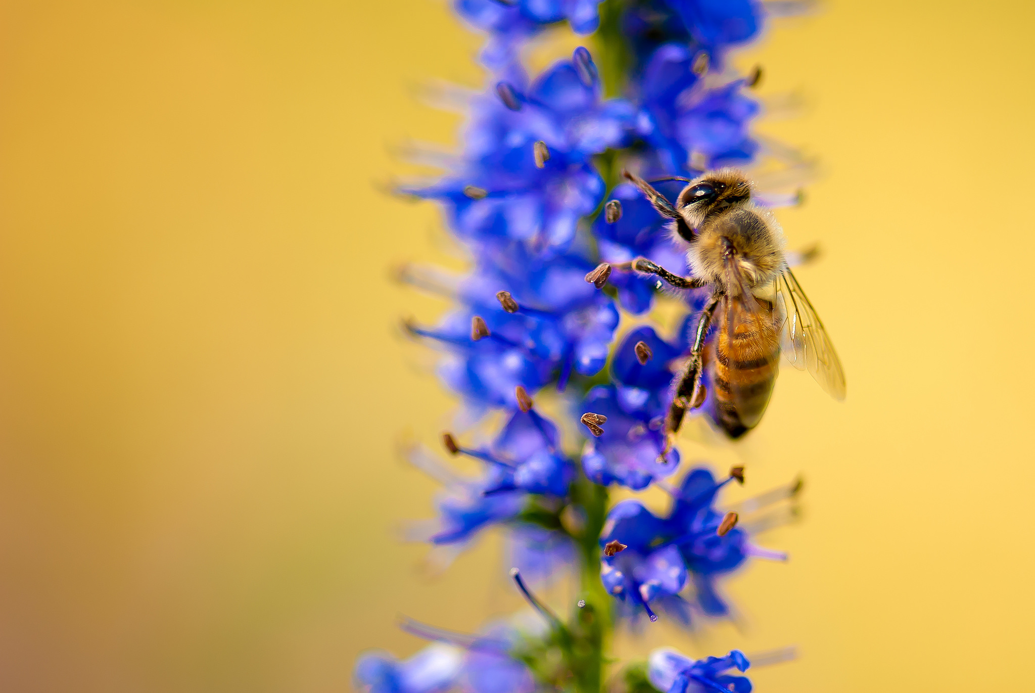 Обои макро, насекомое, цветок, растение, пчела, macro, insect, flower, plant, bee разрешение 2048x1371 Загрузить