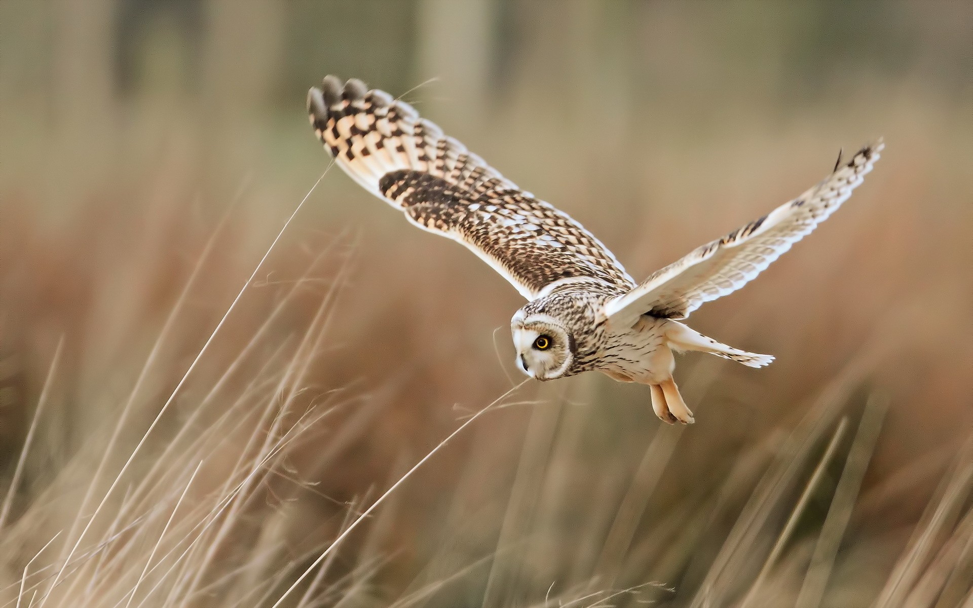 Обои сова, полет, крылья, птица, перья, owl, flight, wings, bird, feathers разрешение 1920x1200 Загрузить