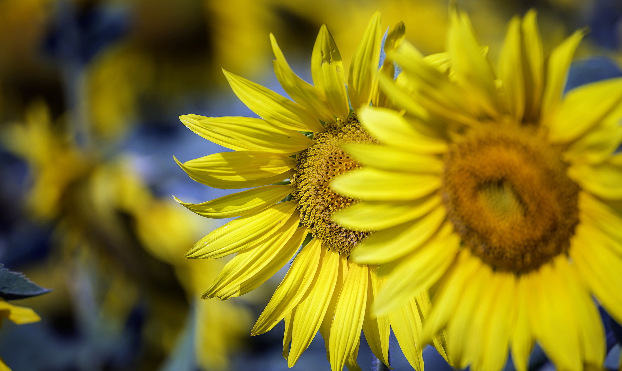 Обои солнце, природа, подсолнухи, the sun, nature, sunflowers разрешение 2046x1220 Загрузить