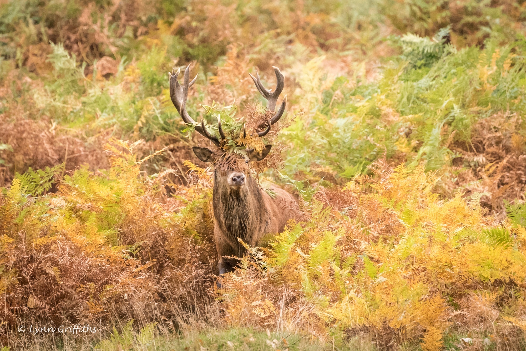 Обои олень, осень, рога, заросли, deer, autumn, horns, thickets разрешение 2000x1335 Загрузить