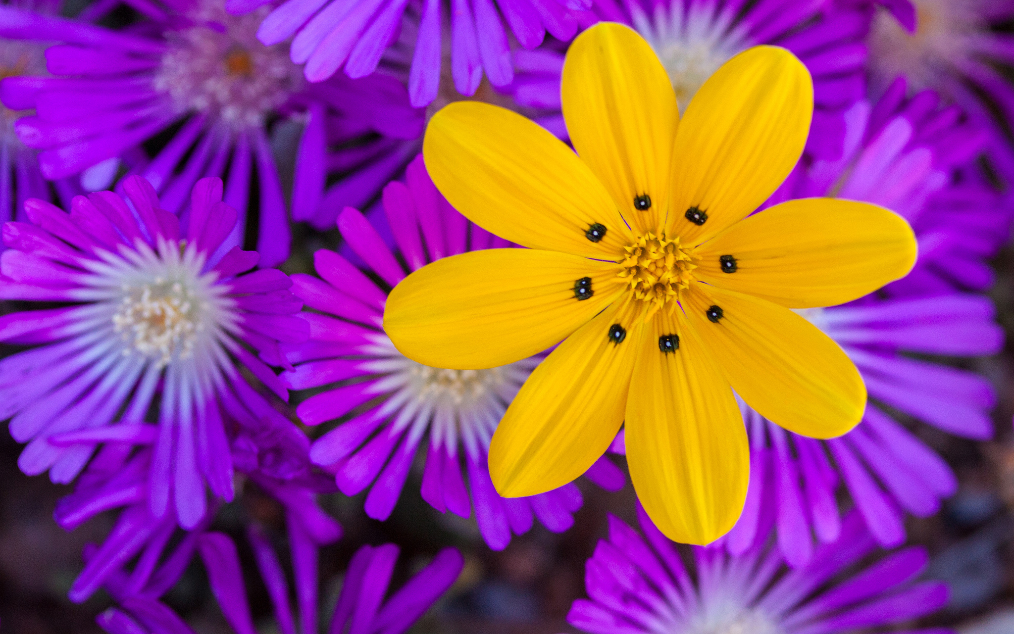 Обои цветы, природа, макро, лепестки, flowers, nature, macro, petals разрешение 2048x1281 Загрузить