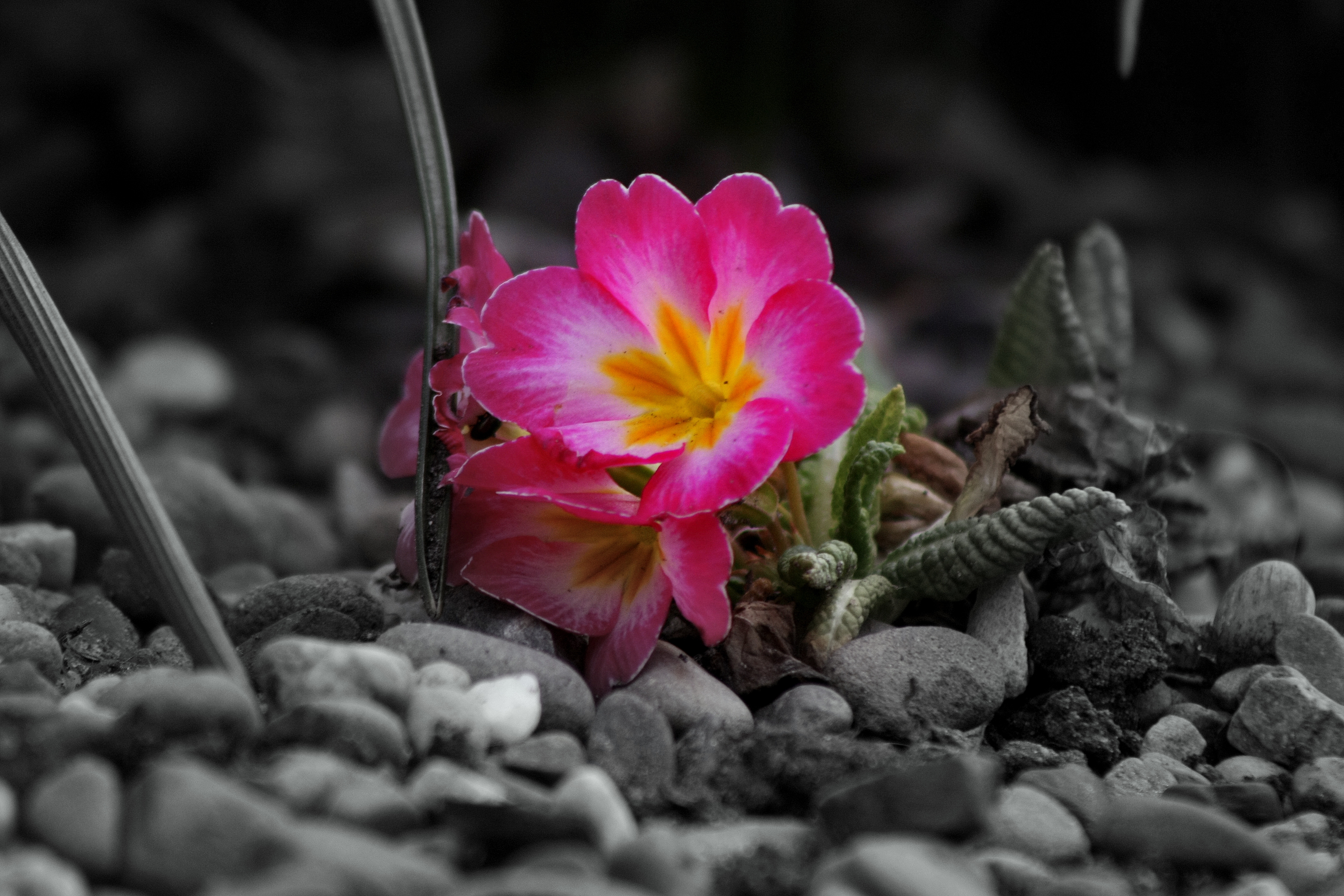 Обои цветы, камни, серое, flowers, stones, grey разрешение 4272x2848 Загрузить