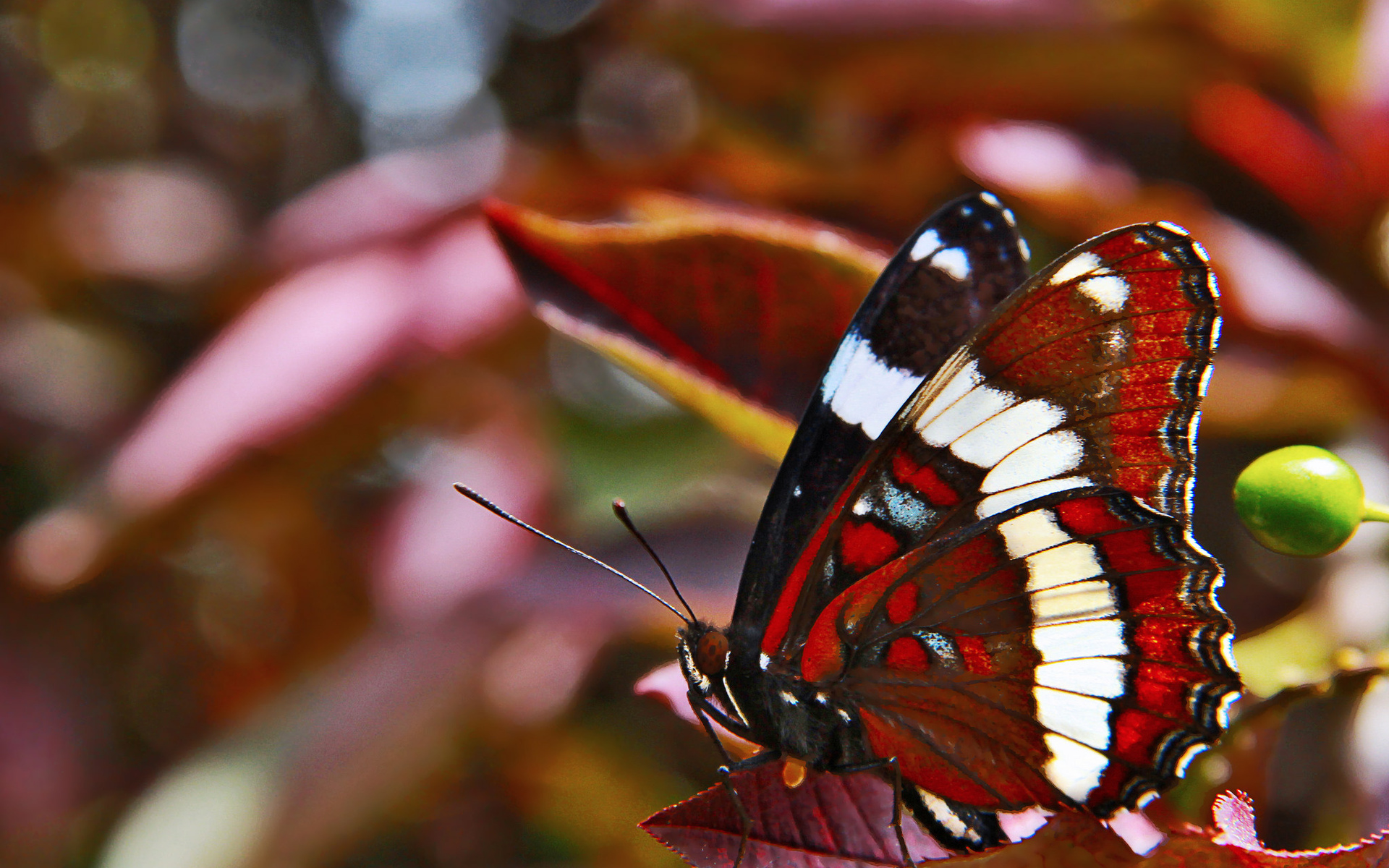 Обои бабочка, крылья, butterfly, wings разрешение 1920x1200 Загрузить