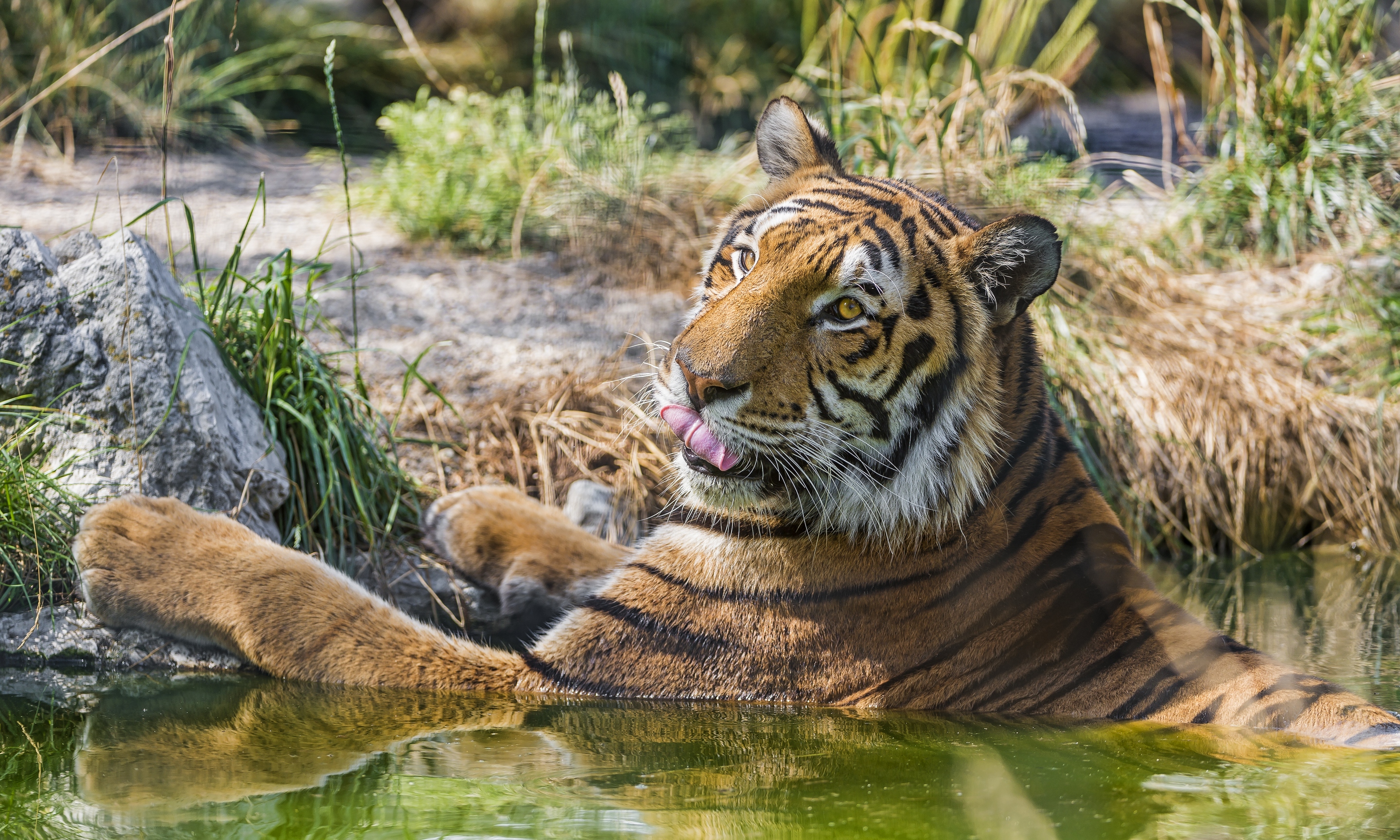 Обои тигр, кошка, купание, язык, ©tambako the jaguar, tiger, cat, bathing, language разрешение 2880x1728 Загрузить