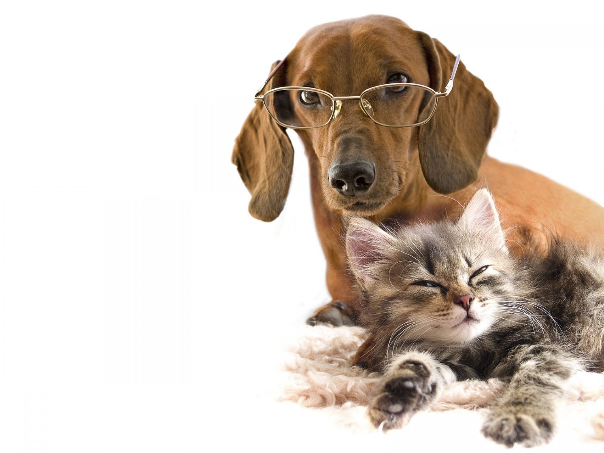 Обои очки, котенок, собака, любовь, белый фон, такса, дружба, glasses, kitty, dog, love, white background, dachshund, friendship разрешение 1920x1440 Загрузить