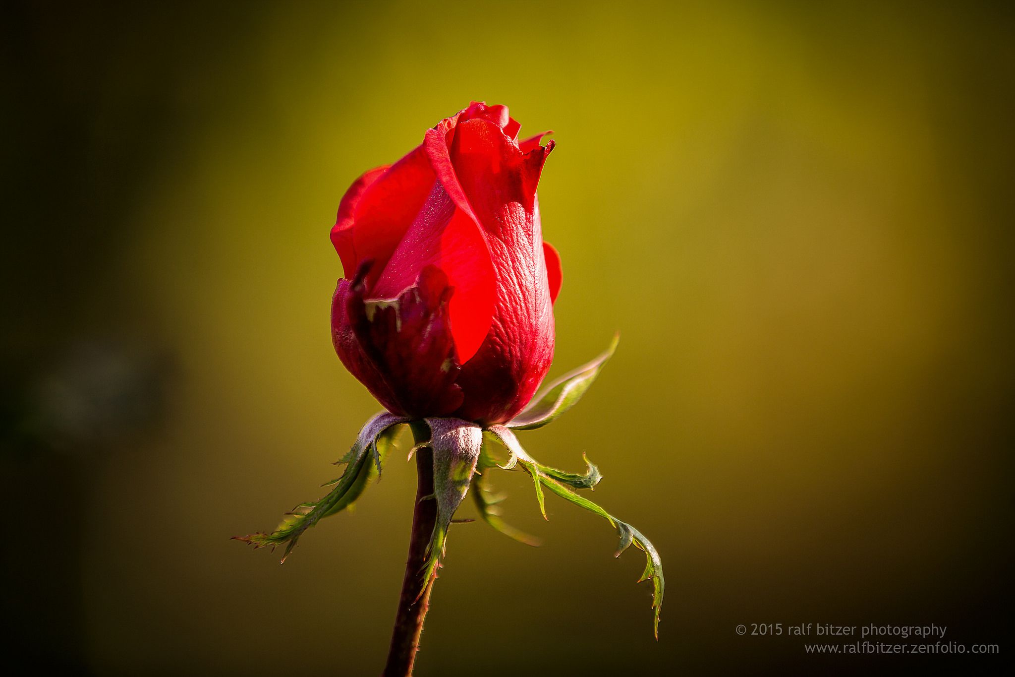 Обои фон, цветок, роза, ralf bitzer, background, flower, rose разрешение 2048x1365 Загрузить