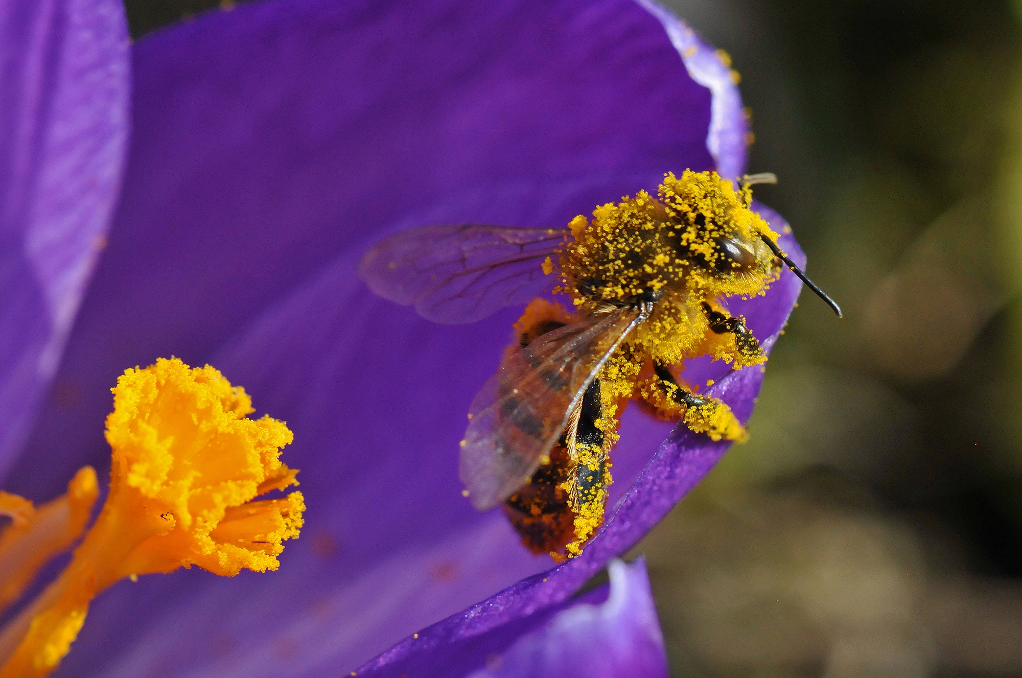 Обои насекомое, цветок, лепестки, пчела, пыльца, insect, flower, petals, bee, pollen разрешение 2000x1327 Загрузить