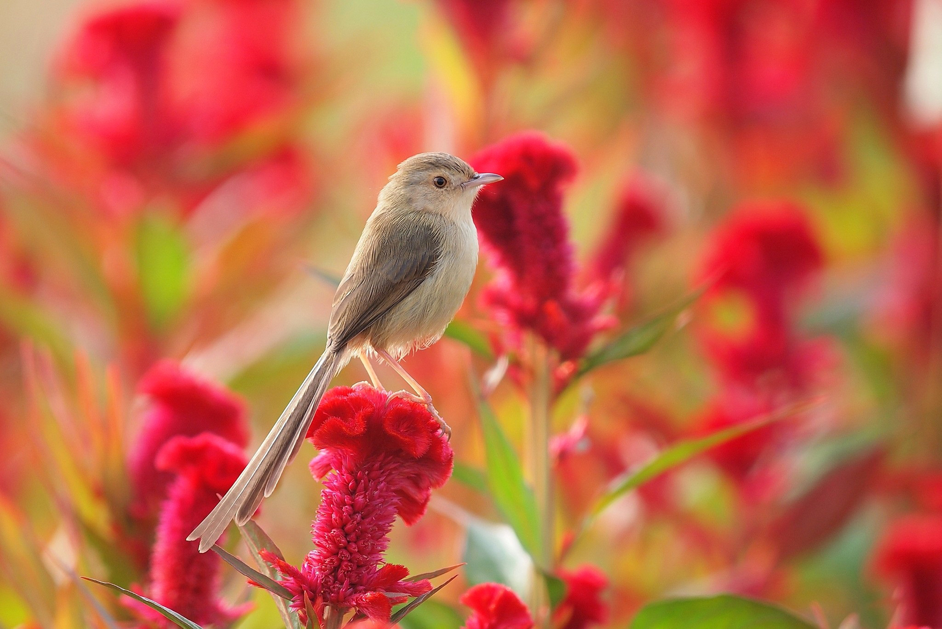 Обои цветок, лето, луг, птица, камышевка, птаха, целозия, flower, summer, meadow, bird, warbler разрешение 1920x1282 Загрузить