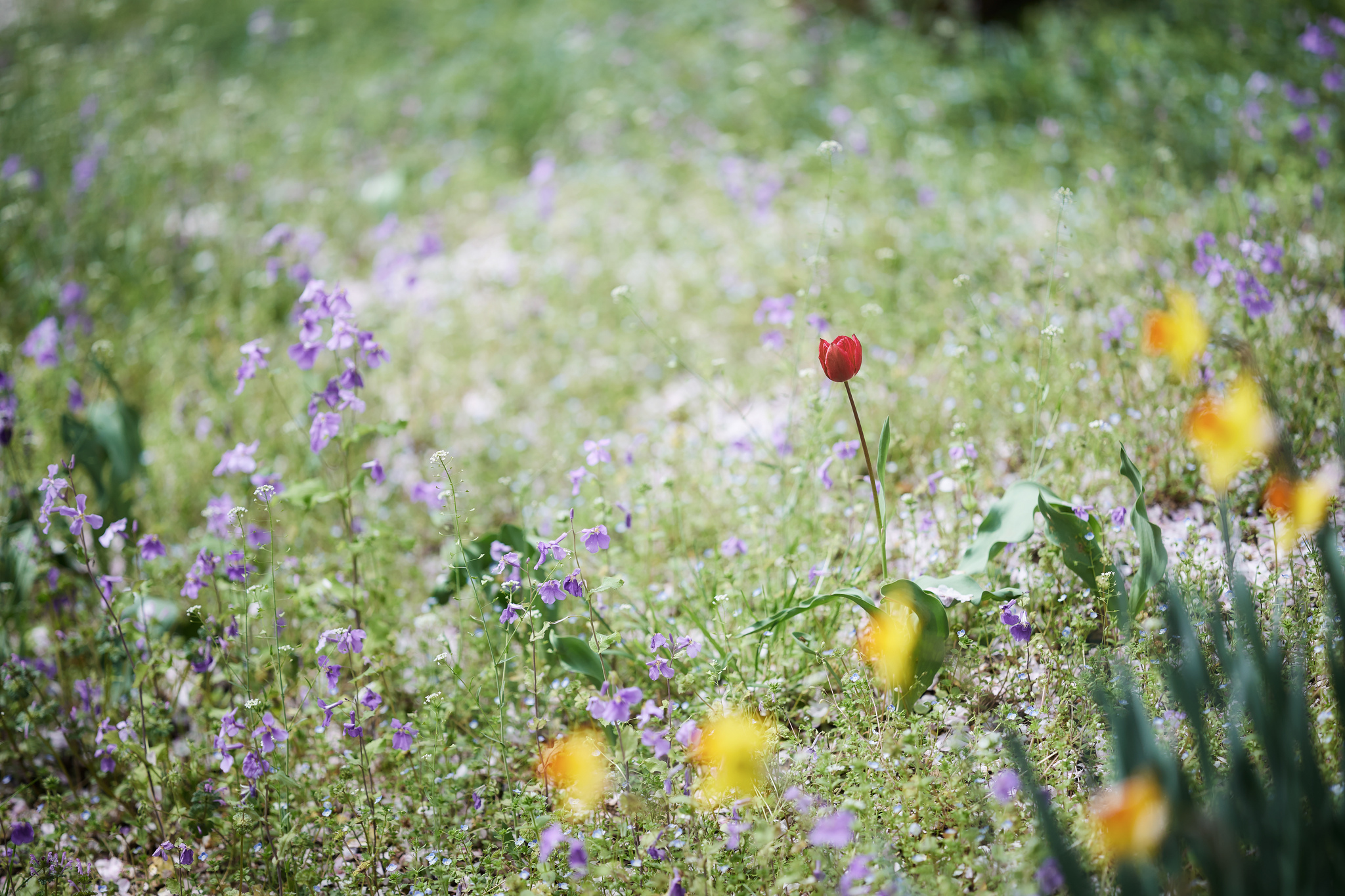 Обои цветы, трава, поле, луг, тюльпан, колокольчики, нарциссы, flowers, grass, field, meadow, tulip, bells, daffodils разрешение 2048x1365 Загрузить