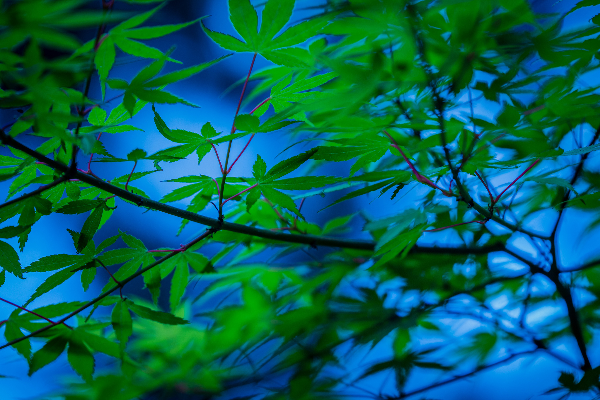 Обои дерево, листья, ветки, японский клен, tree, leaves, branches, japanese maple разрешение 2048x1365 Загрузить