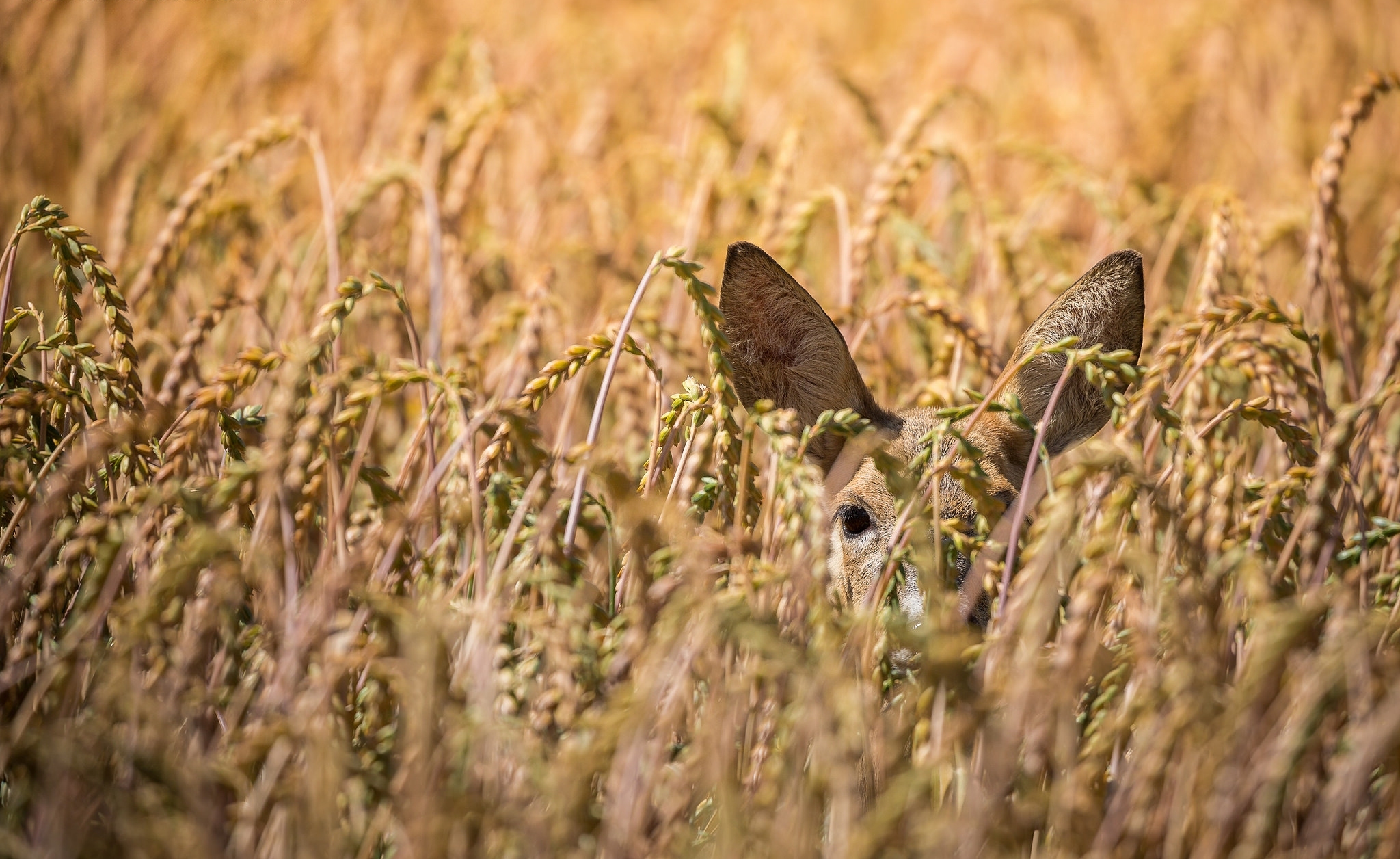 Обои олень, поле, пшеница, уши, косуля, deer, field, wheat, ears, roe разрешение 2048x1256 Загрузить