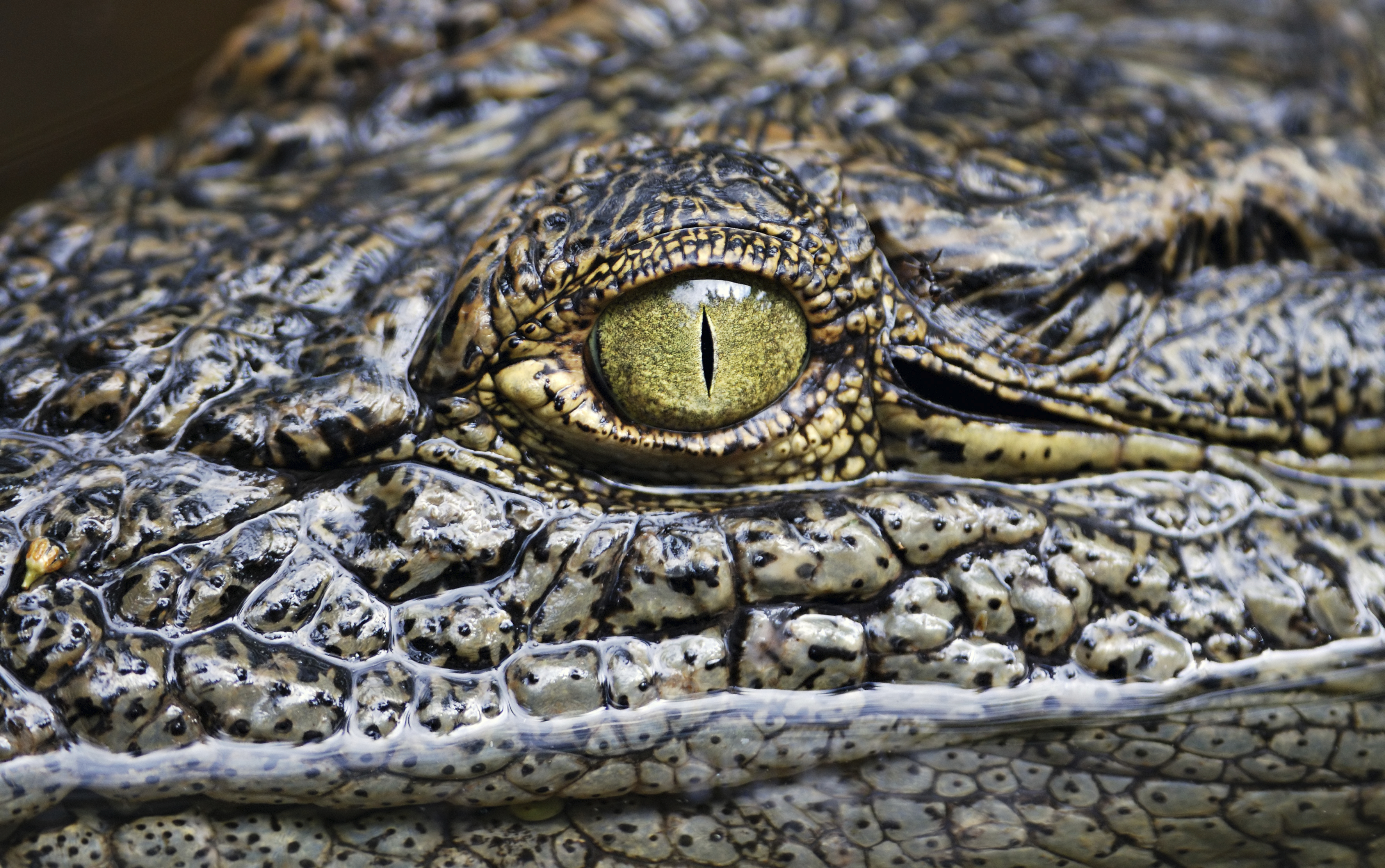 Обои глаз, крокодил, рептилия, аллигатор, eyes, crocodile, reptile, alligator разрешение 3548x2224 Загрузить