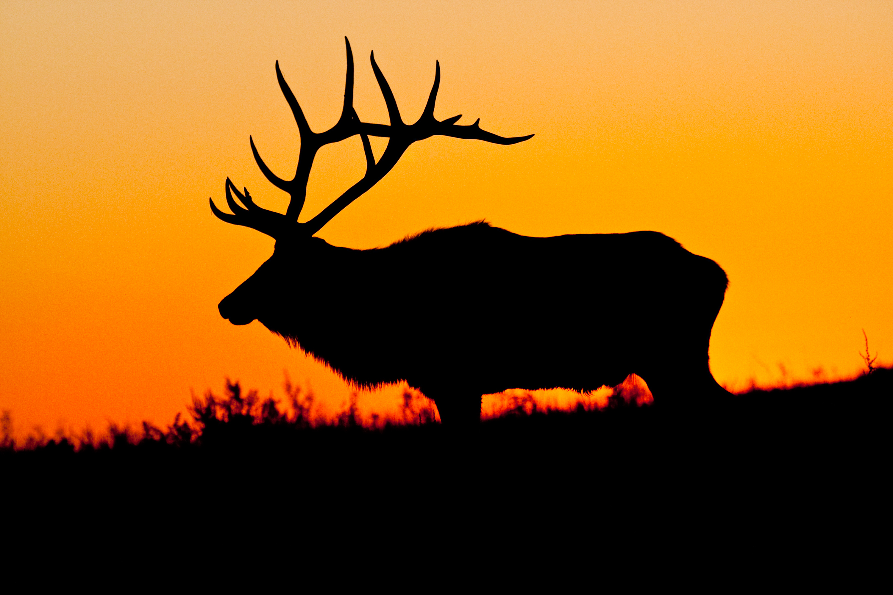 Обои природа, олень, закат, силуэт, nature, deer, sunset, silhouette разрешение 3000x2000 Загрузить