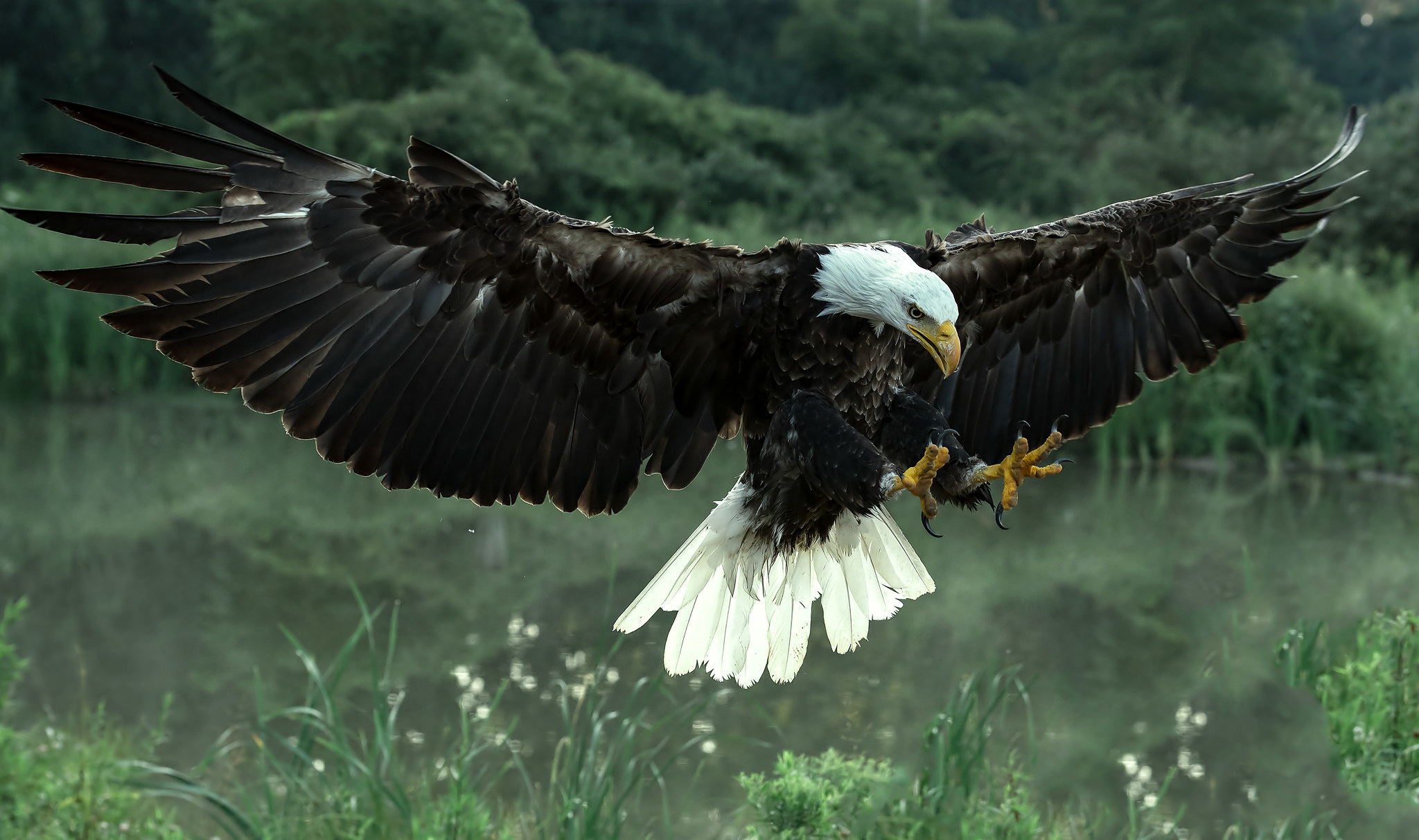 Обои крылья, хищник, птица, орлан, белоголовый, wings, predator, bird, orlan, bald разрешение 2048x1212 Загрузить