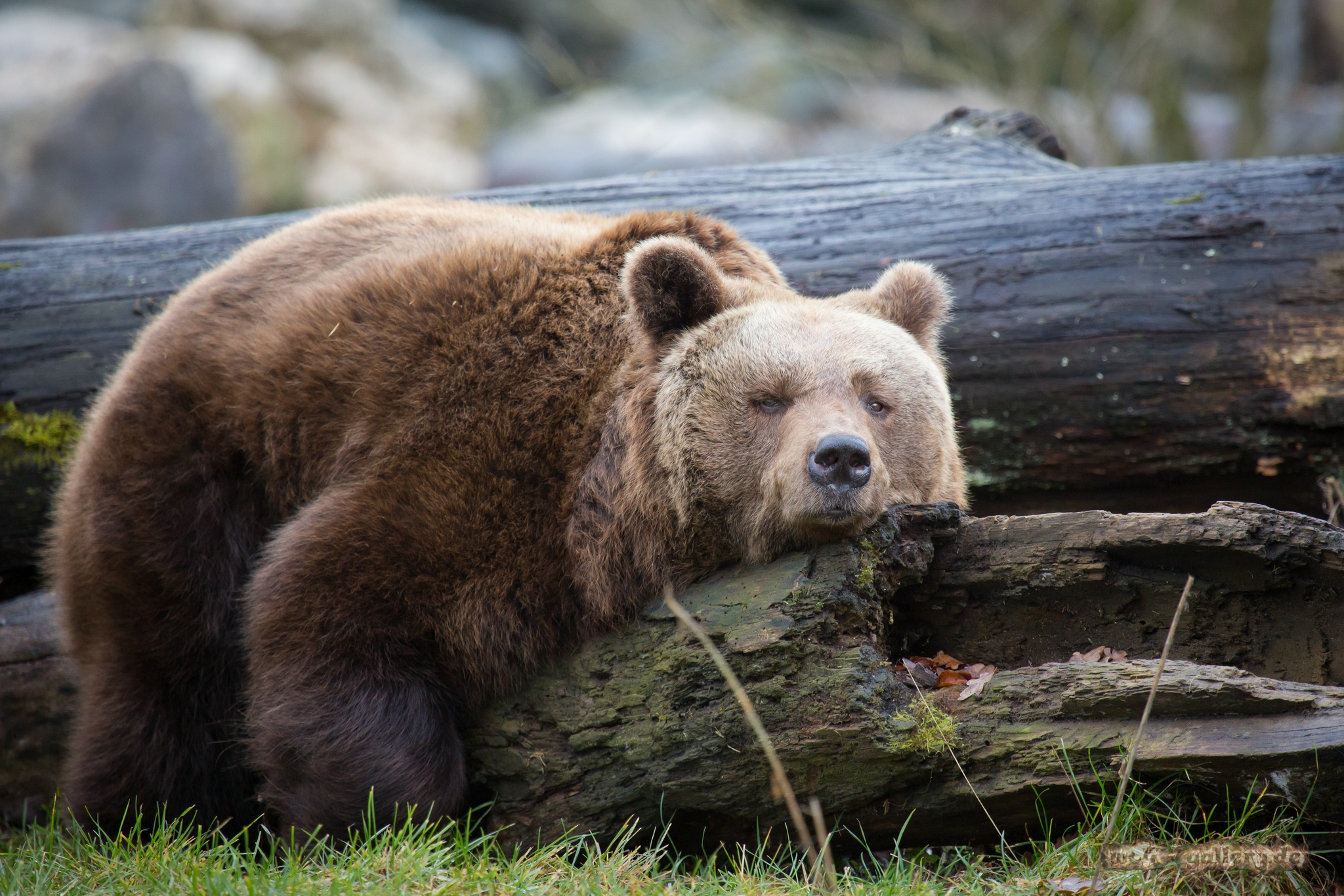 Обои дерево, медведь, отдыхает, отдых, ствол, дерева, медвед, tree, bear, resting, stay, trunk, wood разрешение 2048x1365 Загрузить