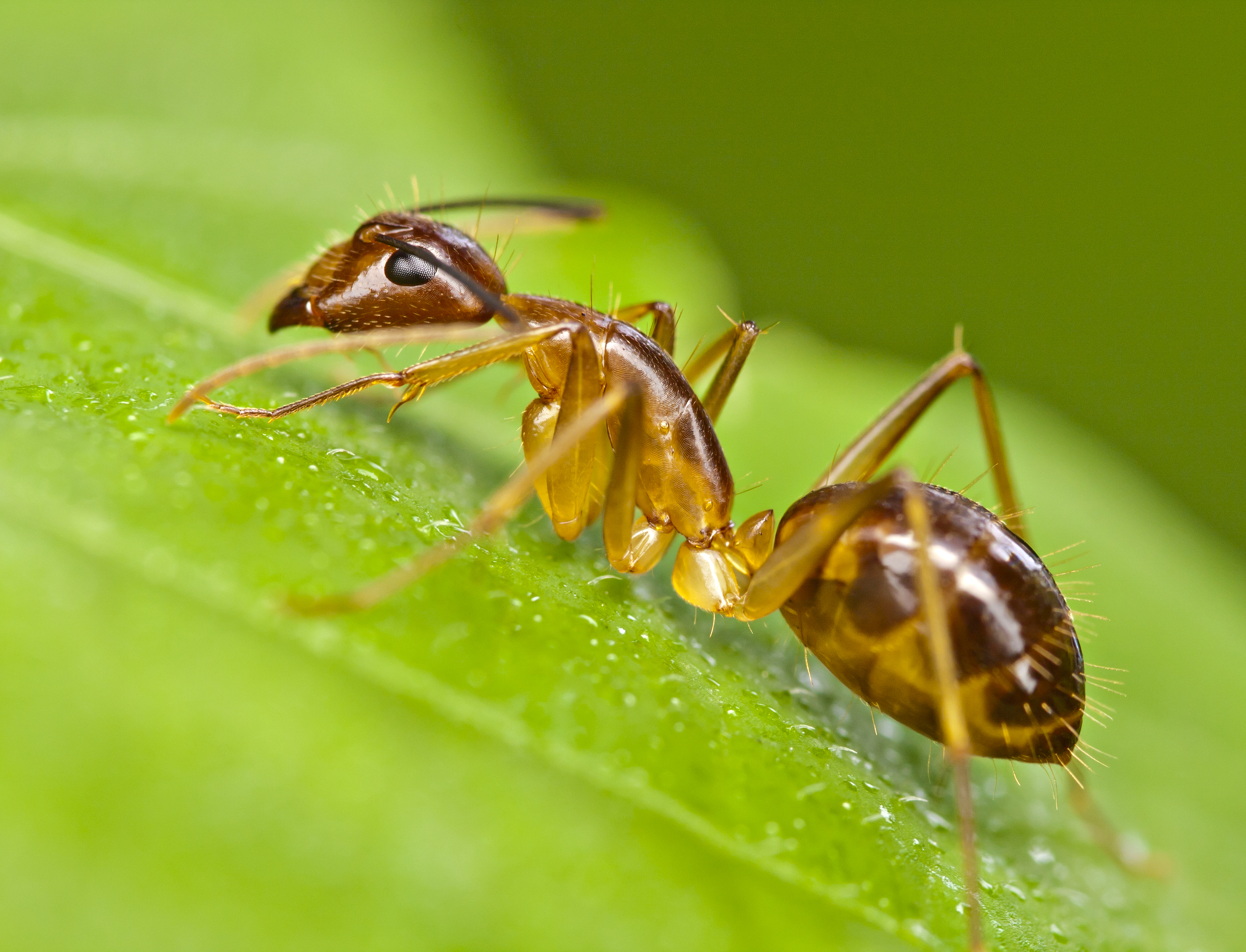 муравей листок без смс