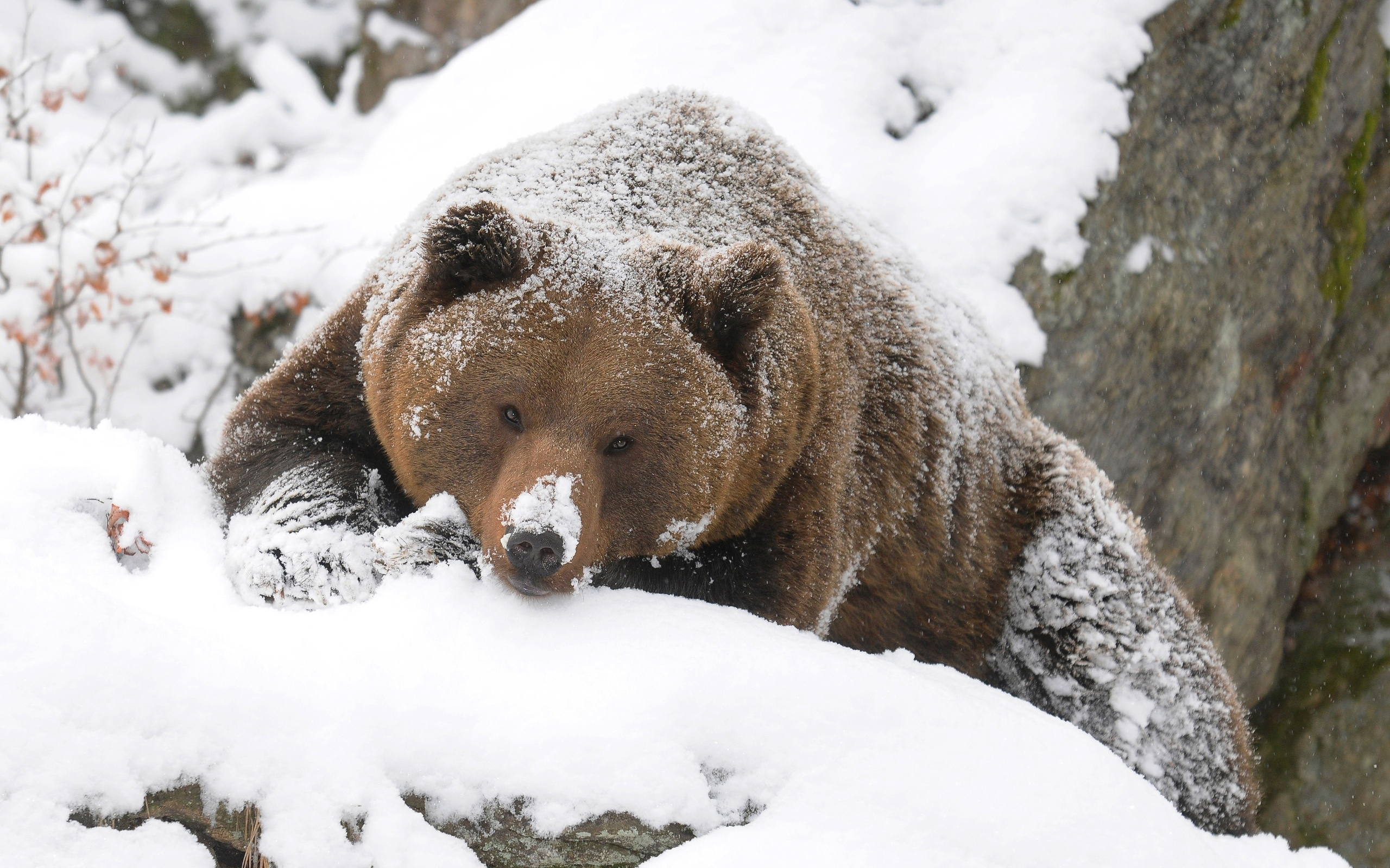 Обои зима, медведь, тайга, бурый, winter, bear, taiga, brown разрешение 2560x1600 Загрузить