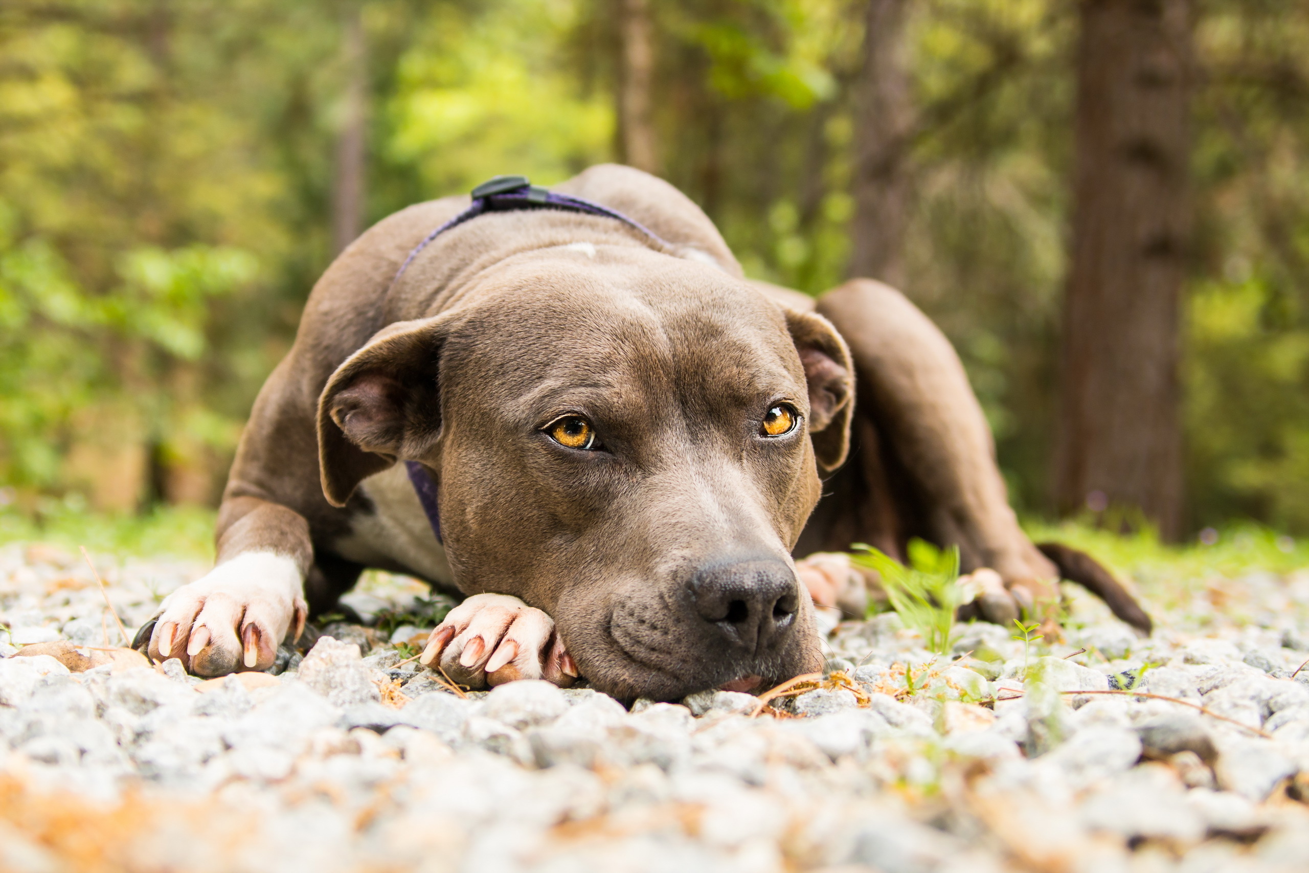 Look dog. Американский питбультерьер. Pitbull порода собак. Питбуль собака фото. Американский питбультерьер злой.