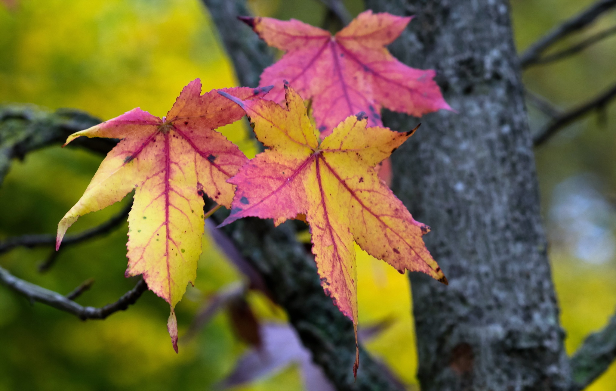 природа листья осень без смс