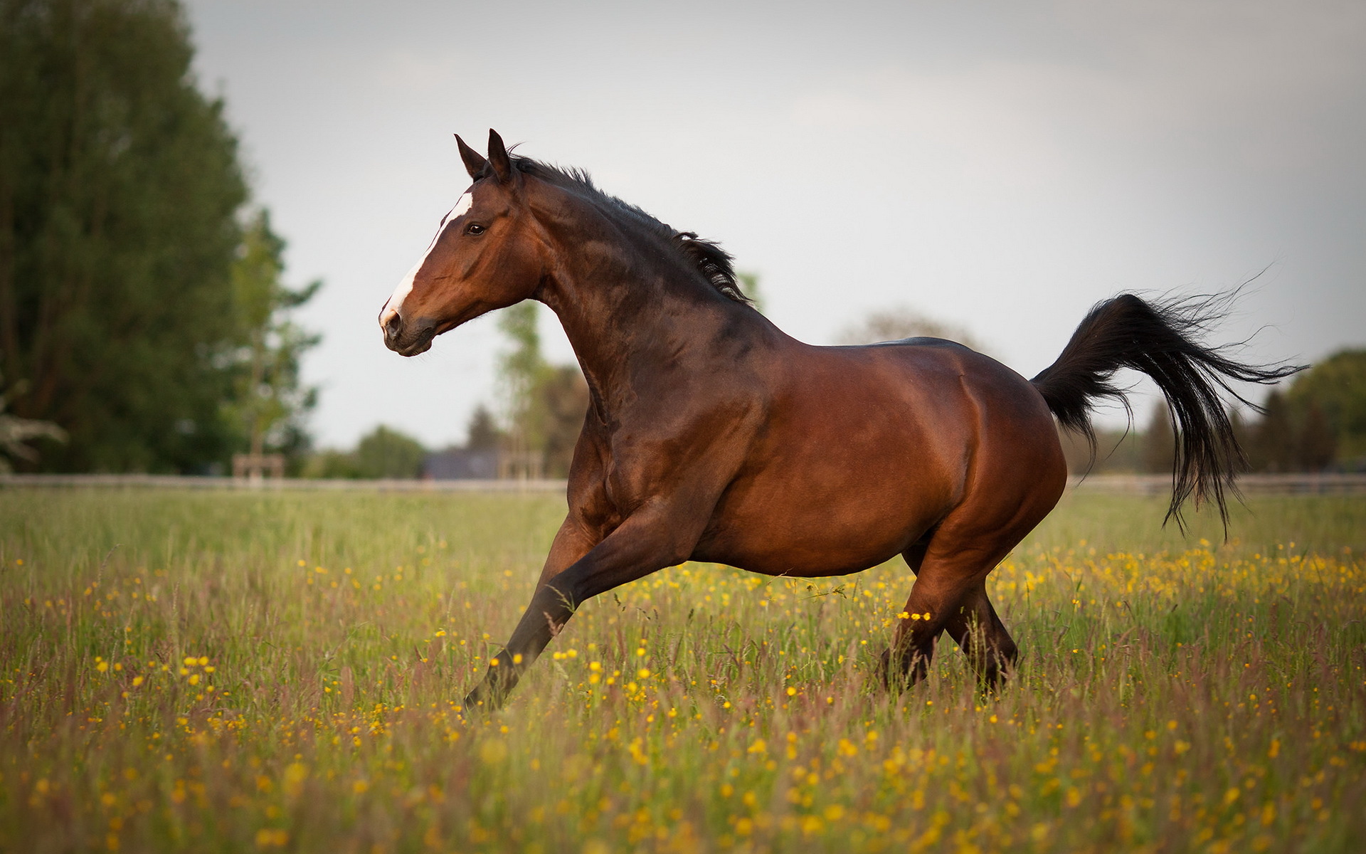 Обои лошадь, природа, лето, конь, horse, nature, summer разрешение 1920x1200 Загрузить