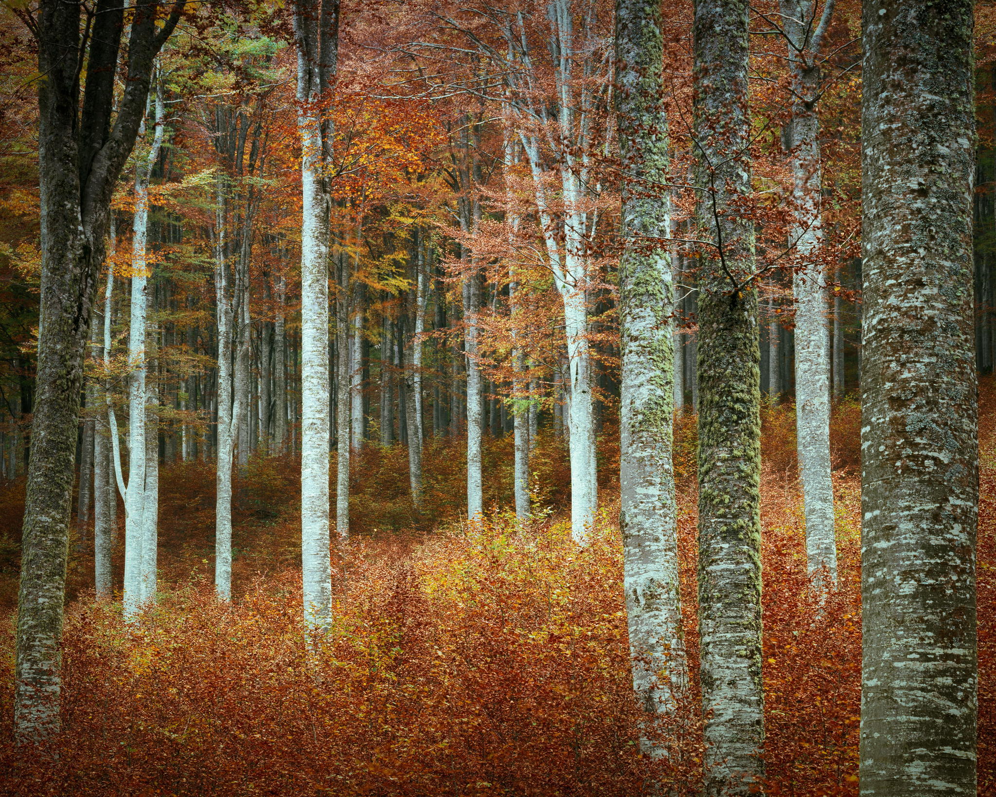 Обои деревья, природа, лес, осень, trees, nature, forest, autumn разрешение 2048x1638 Загрузить