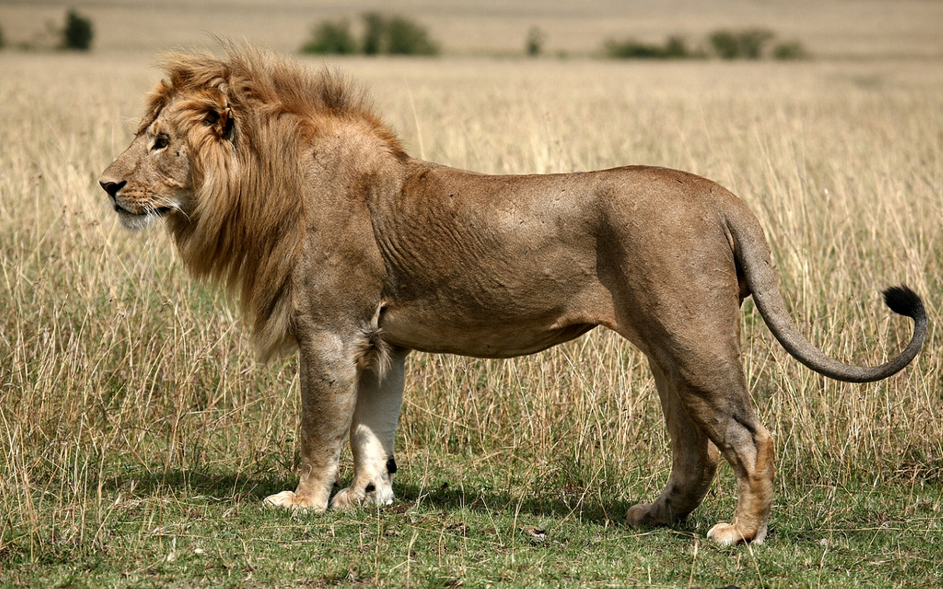 Обои трава, поле, хищник, большая кошка, лев, степь, grass, field, predator, big cat, leo, the steppe разрешение 1920x1200 Загрузить