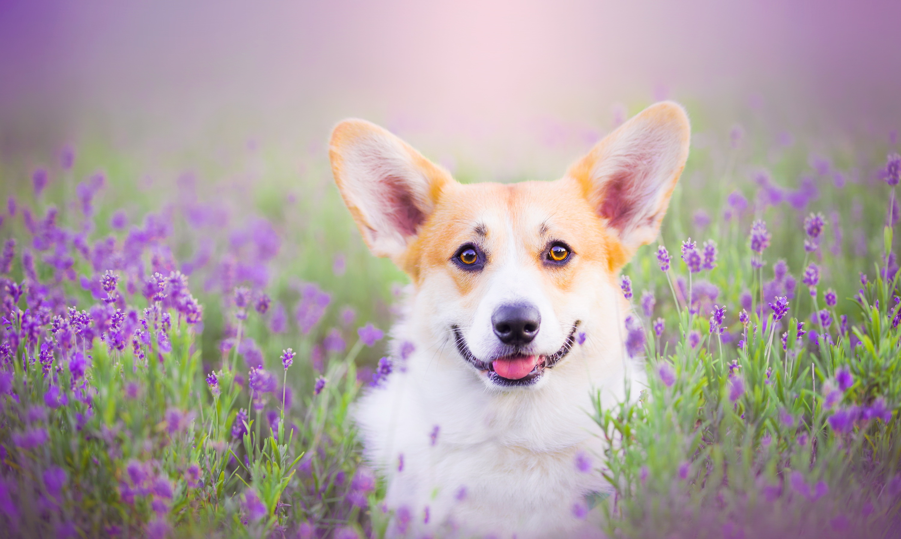 природа животное собака цветы загрузить
