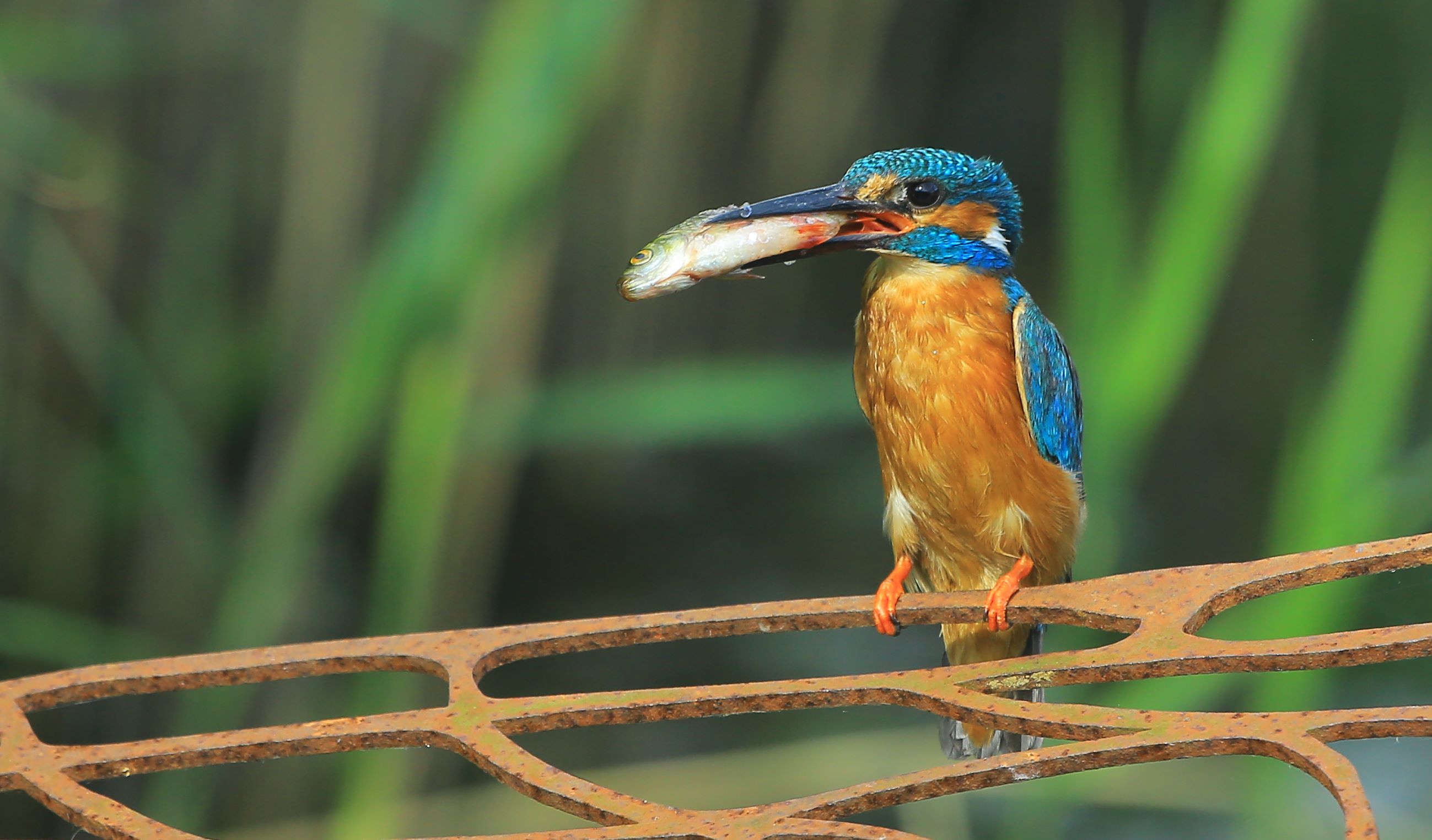 Обои птица, клюв, рыба, зимородок, bird, beak, fish, kingfisher разрешение 2598x1524 Загрузить