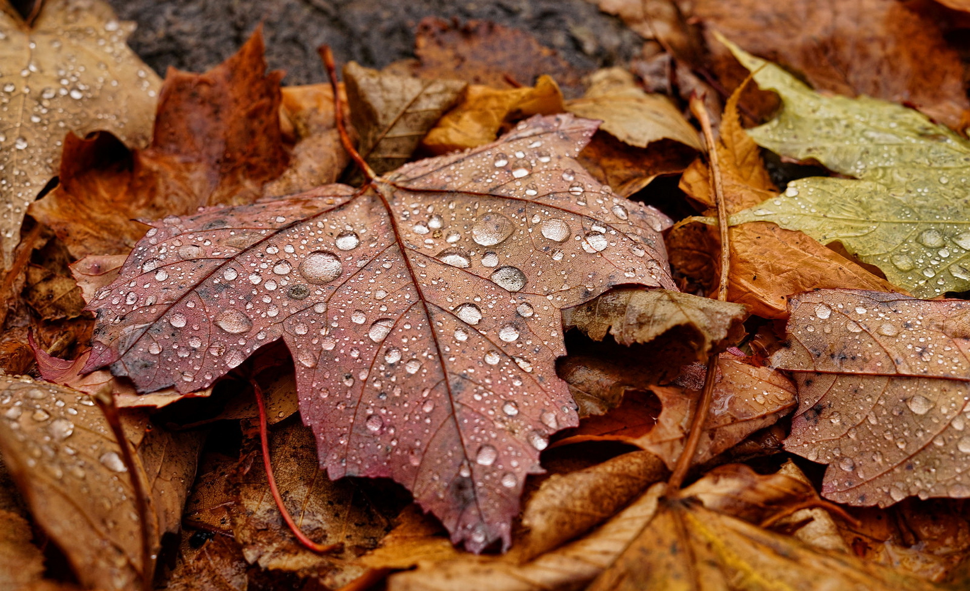 Обои природа, листья, осень, nature, leaves, autumn разрешение 1920x1171 Загрузить