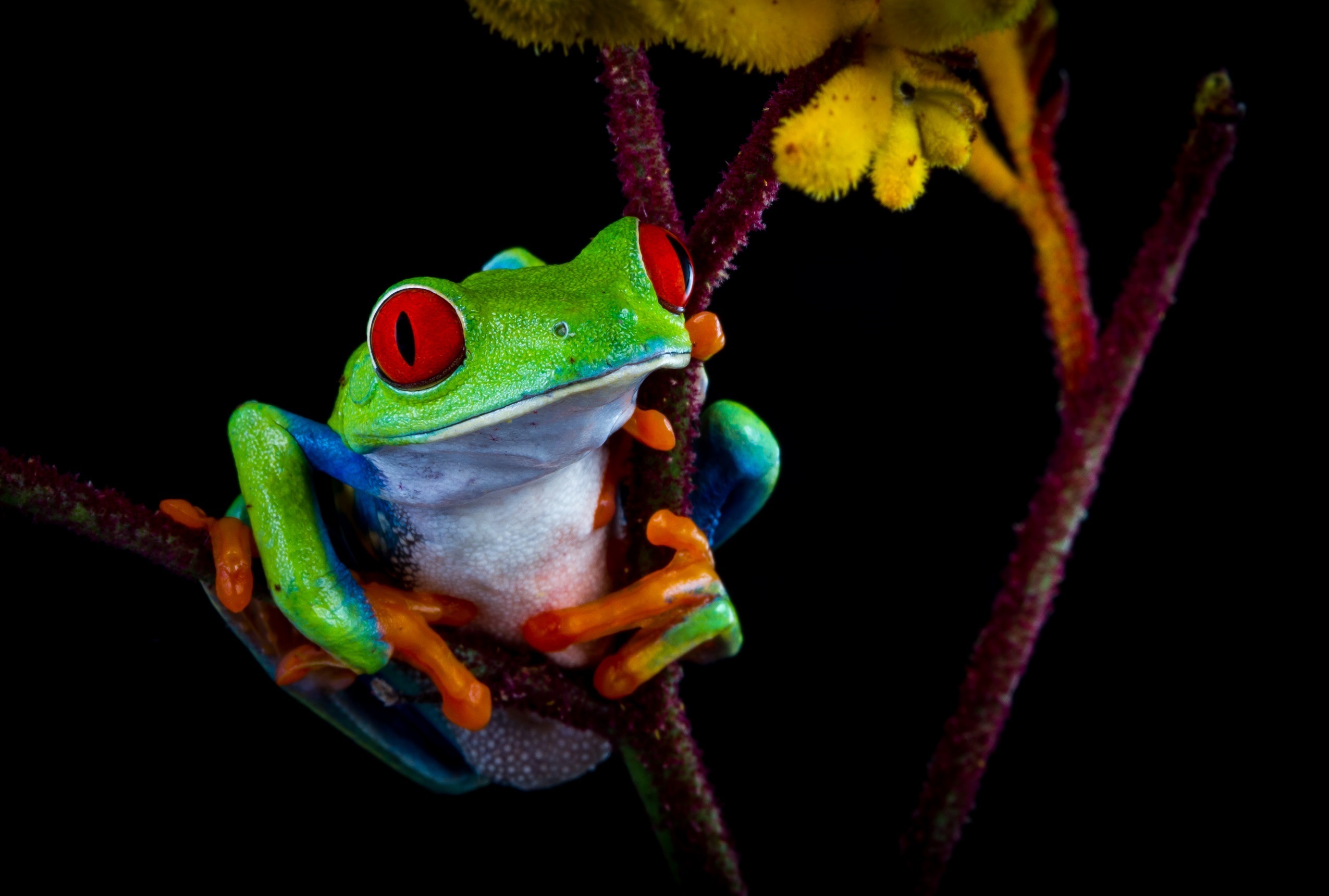 Обои цвет, лягушка, темный фон, контраст, color, frog, the dark background, contrast разрешение 2550x1720 Загрузить