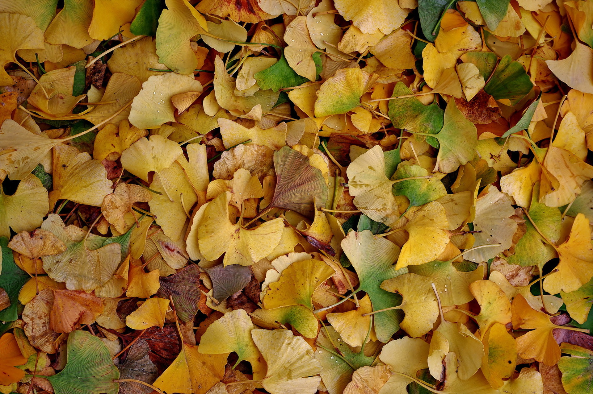 Мандалы из листьев осенних