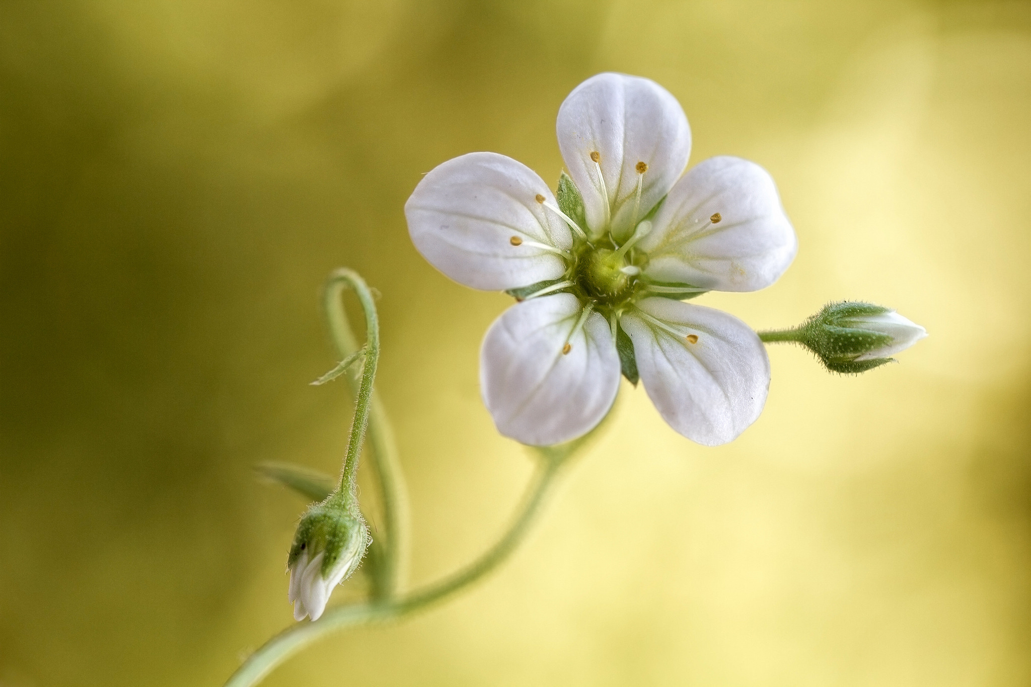 Обои фон, цветок, лепесток, стебель, камнеломка, тычинка, background, flower, petal, stem, saxifrage, stamen разрешение 2048x1366 Загрузить